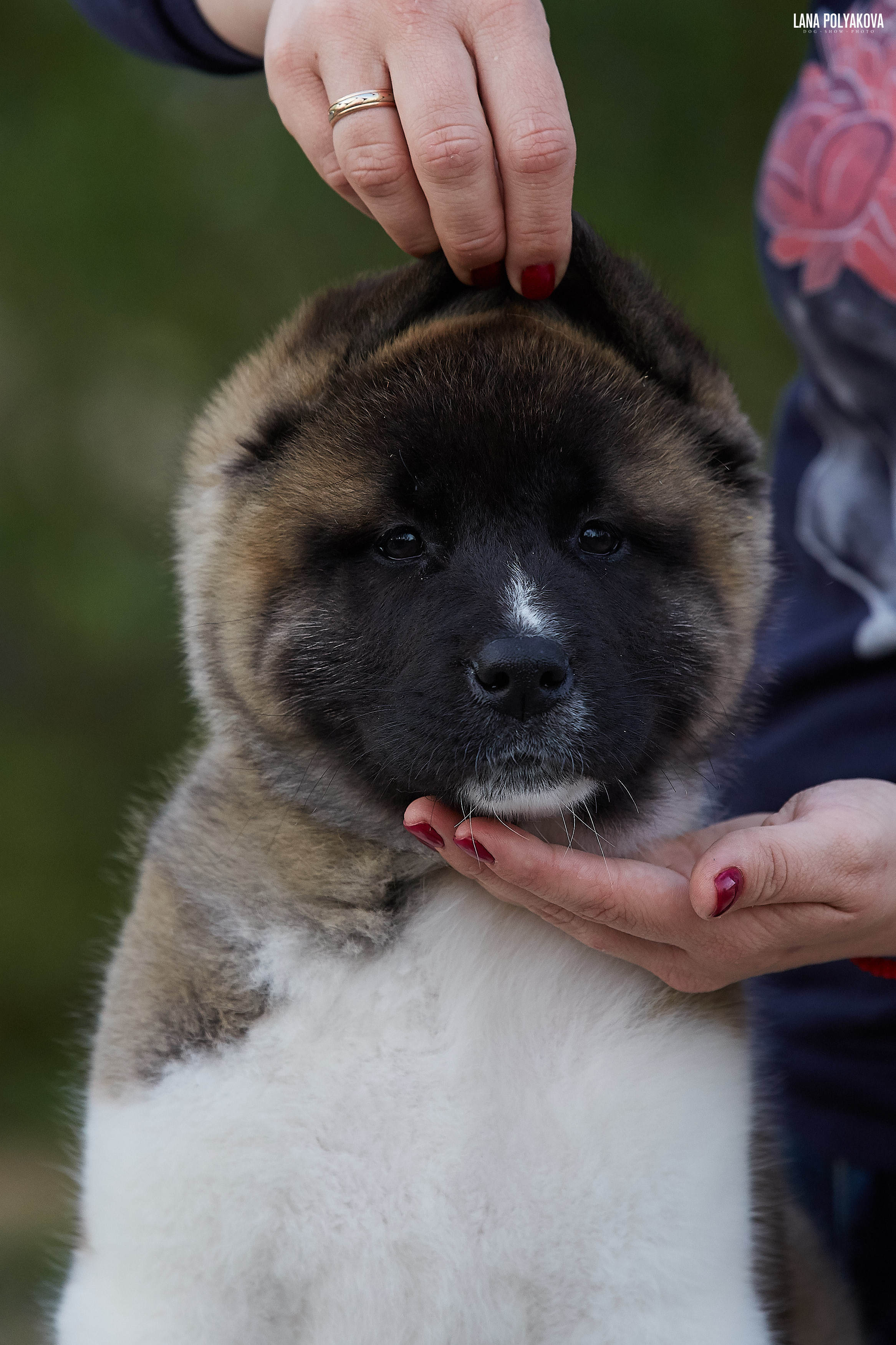 Американская акита щенки питомник Рубилайт RUBYLIGHT