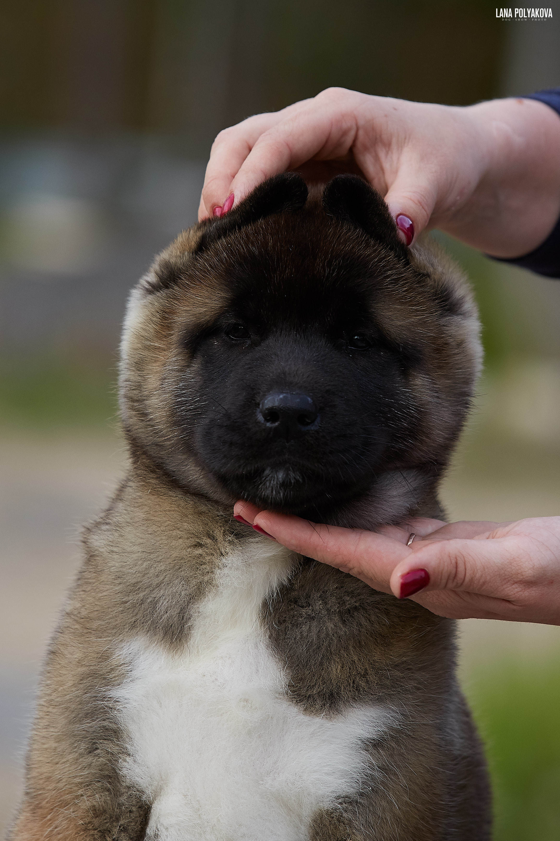 Американская акита щенки питомник Рубилайт RUBYLIGHT