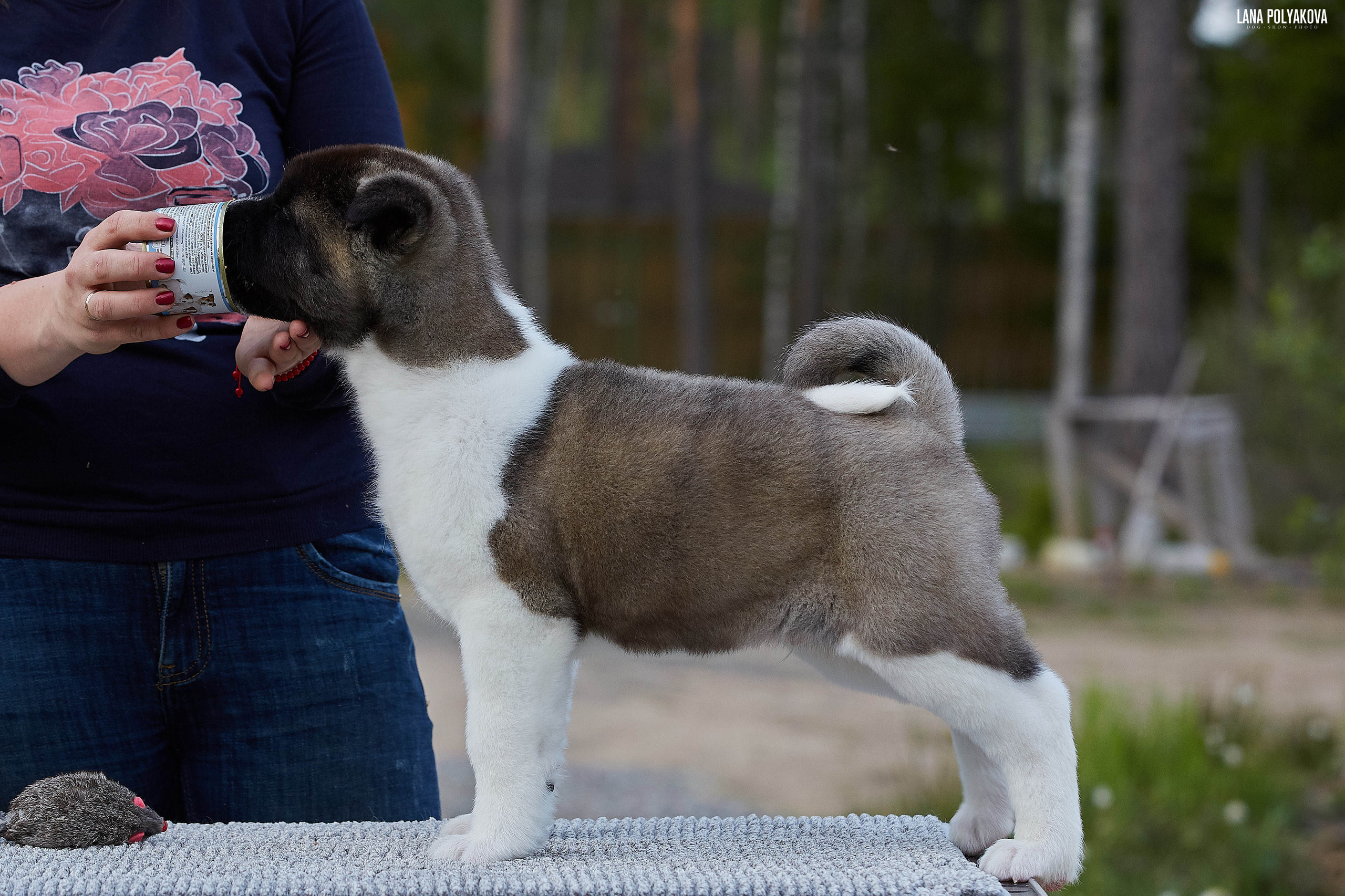 Американская акита щенки питомник Рубилайт RUBYLIGHT