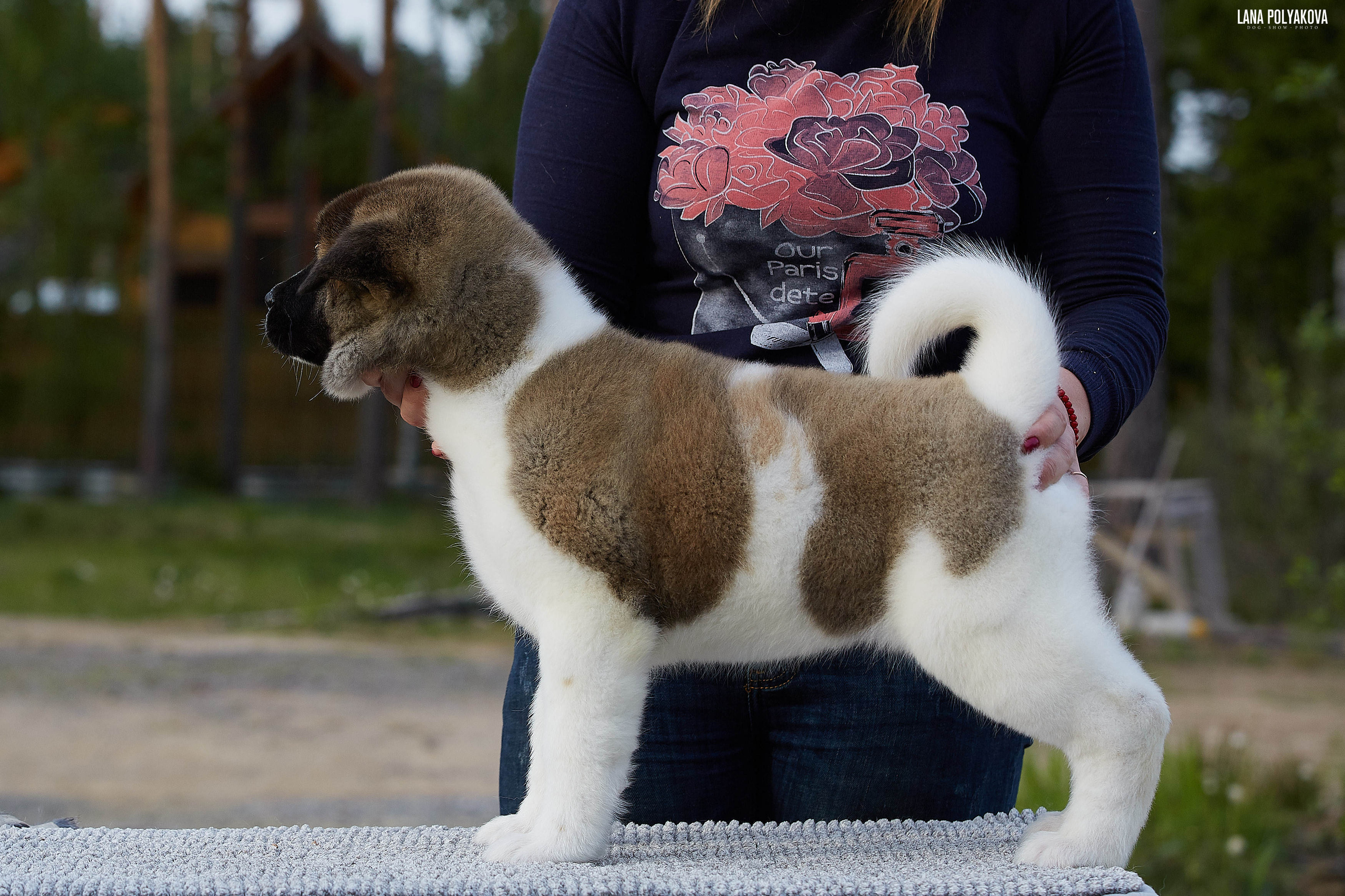 Американская акита щенки питомник Рубилайт RUBYLIGHT