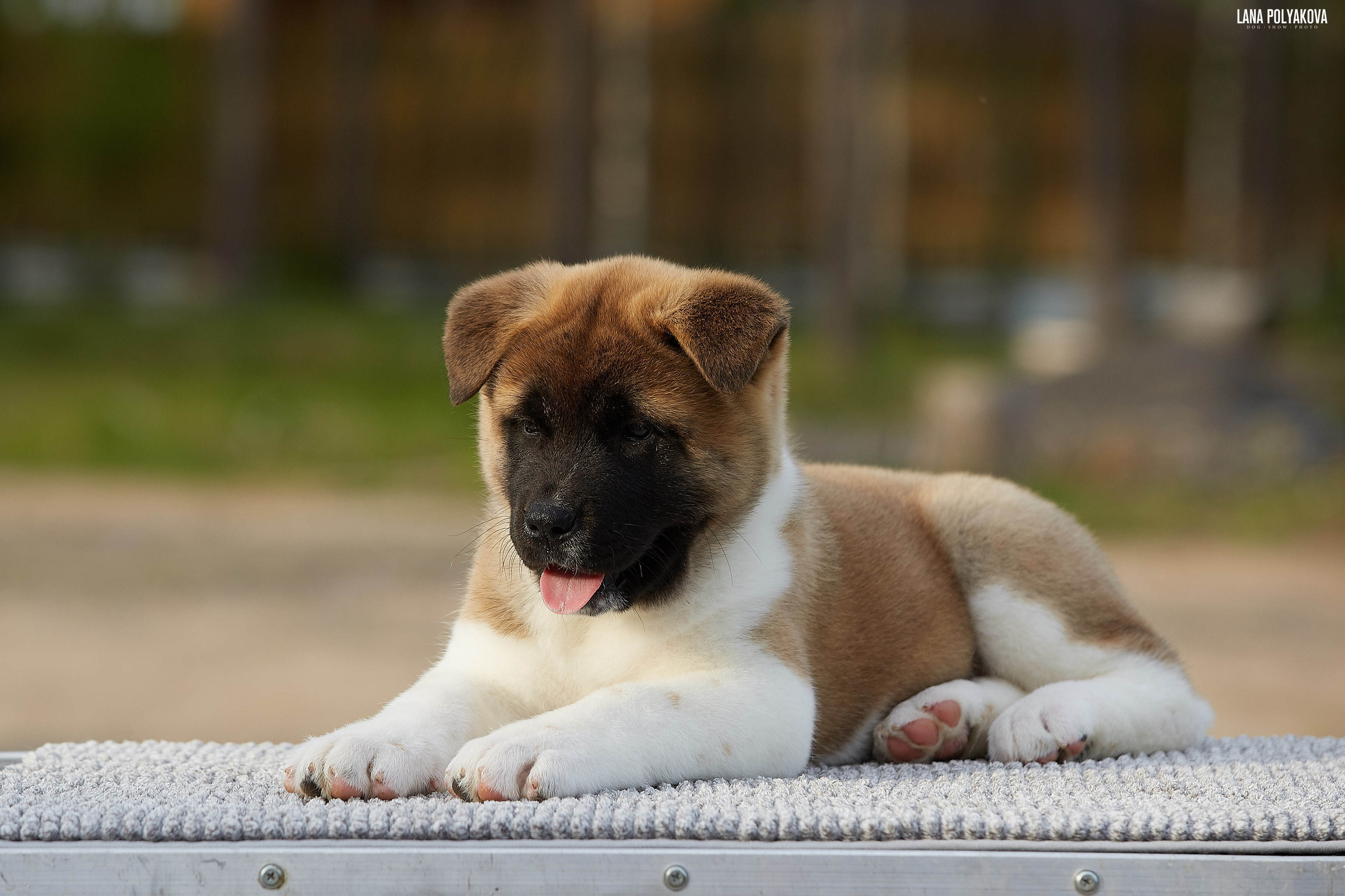 Американская акита щенки питомник Рубилайт RUBYLIGHT