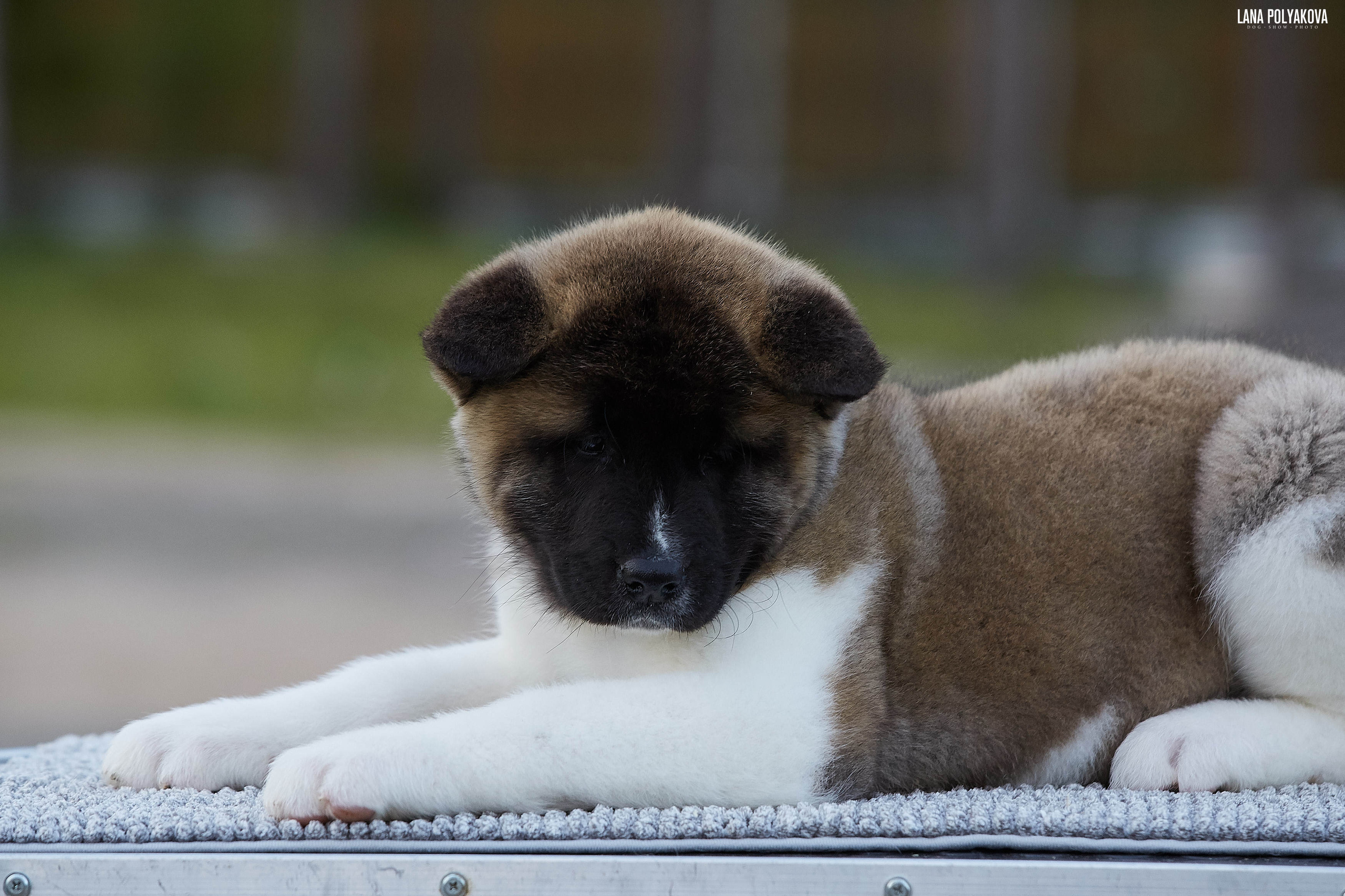 Американская акита щенки питомник Рубилайт RUBYLIGHTЩенки американской акиты в Санкт-Петербурге, Питомник Рубилайт Rubylight kennel Отец: IMAGINE DRAGON (Ruthdales Makin A Statement & Dancing Queen) Мать: INFINIT HAPPY (Restyl-ing Paradise Sander & Airish Cream)  