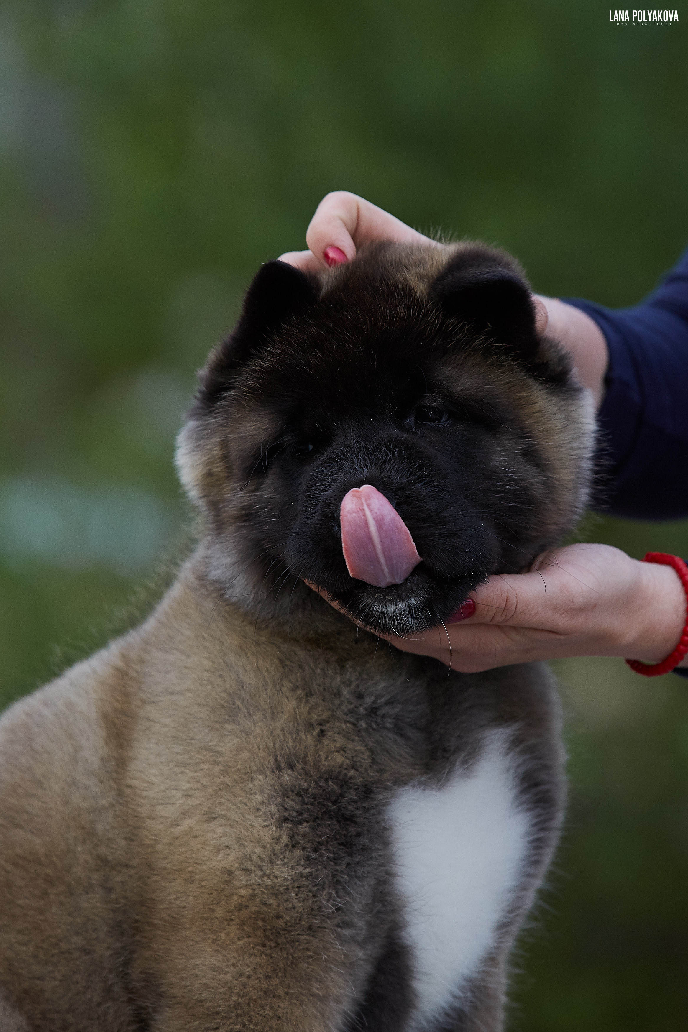 Американская акита щенки питомник Рубилайт RUBYLIGHT