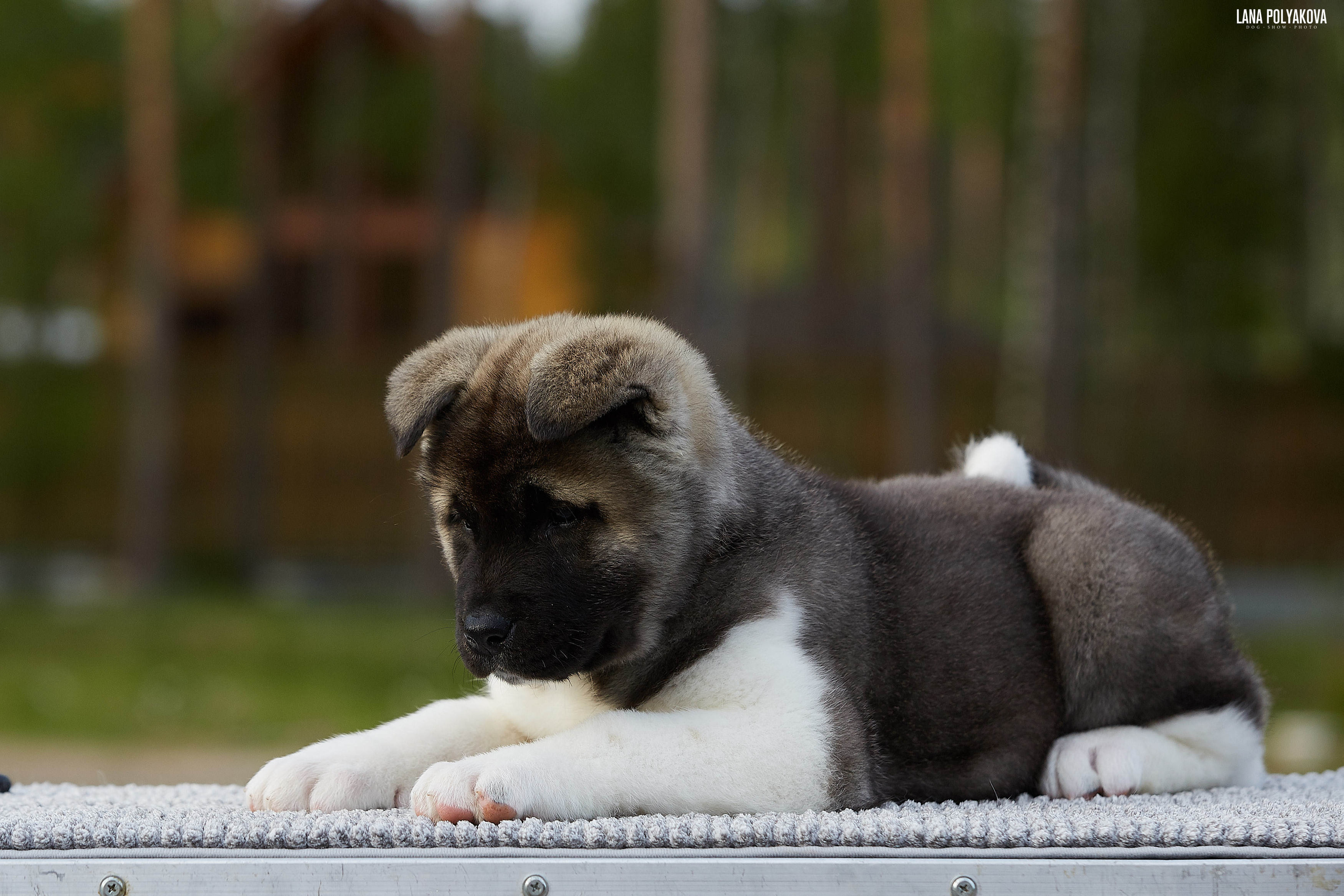 Американская акита щенки питомник Рубилайт RUBYLIGHT