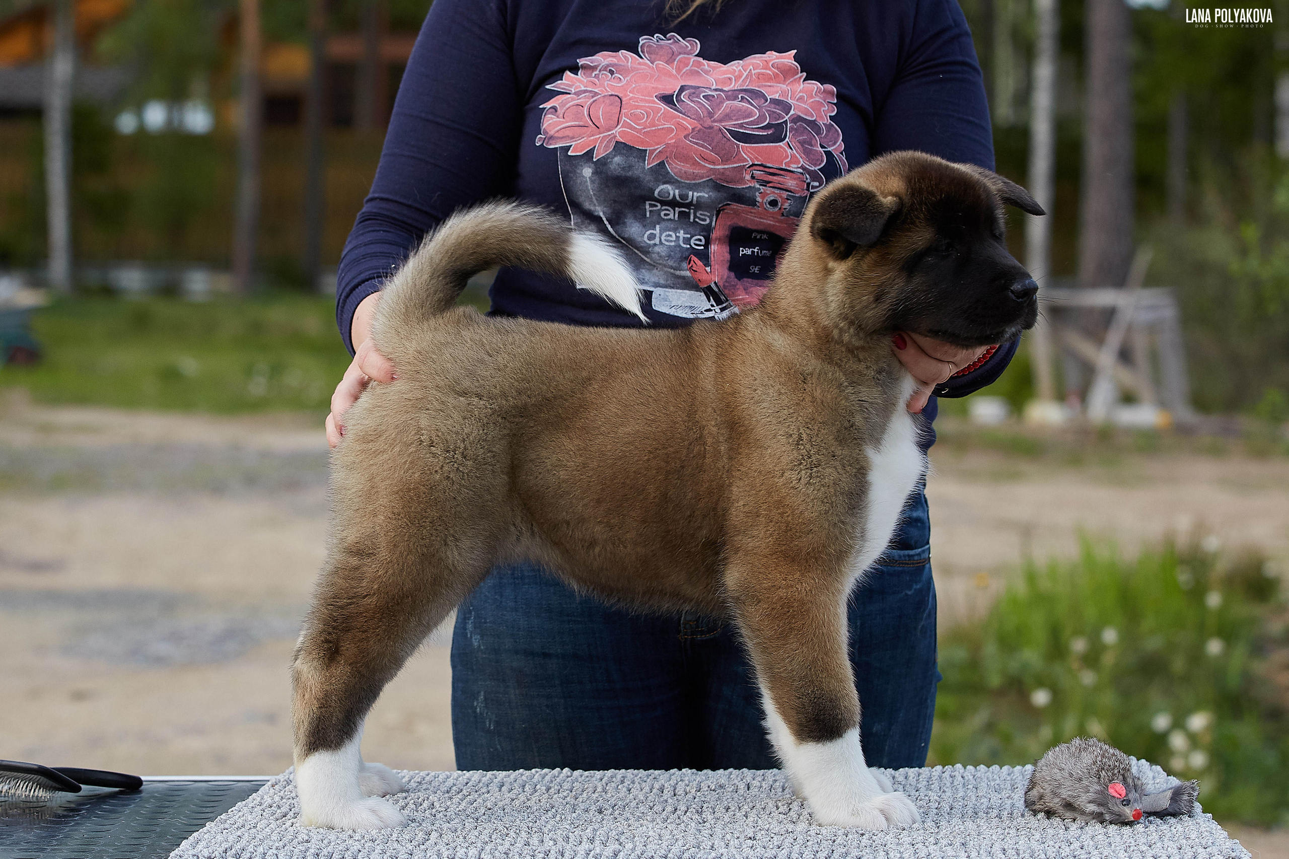 Американская акита щенки питомник Рубилайт RUBYLIGHT