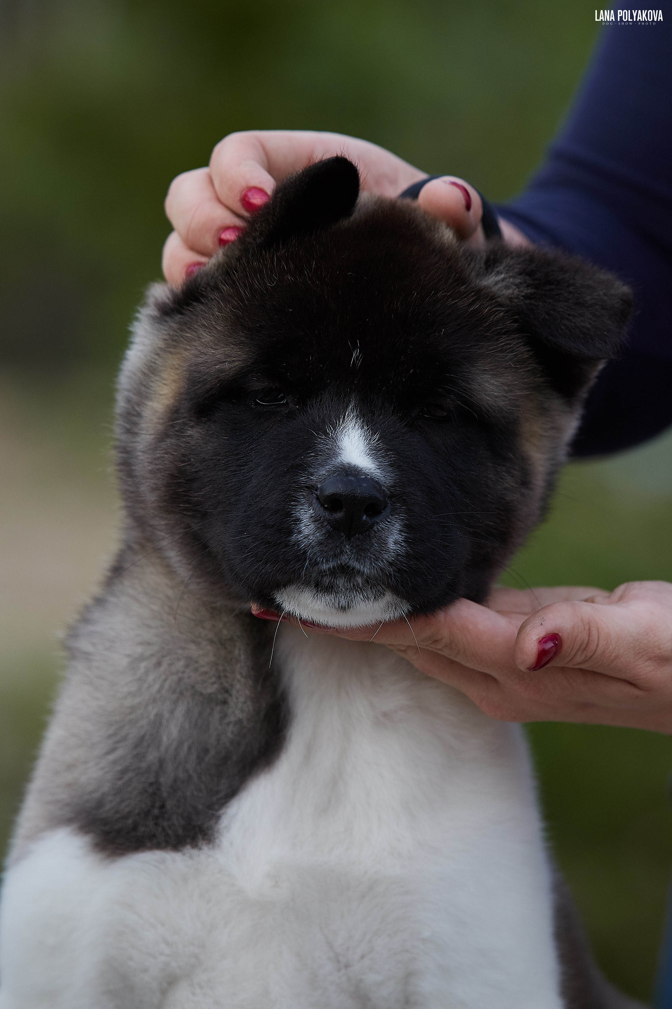 Американская акита щенки питомник Рубилайт RUBYLIGHT
