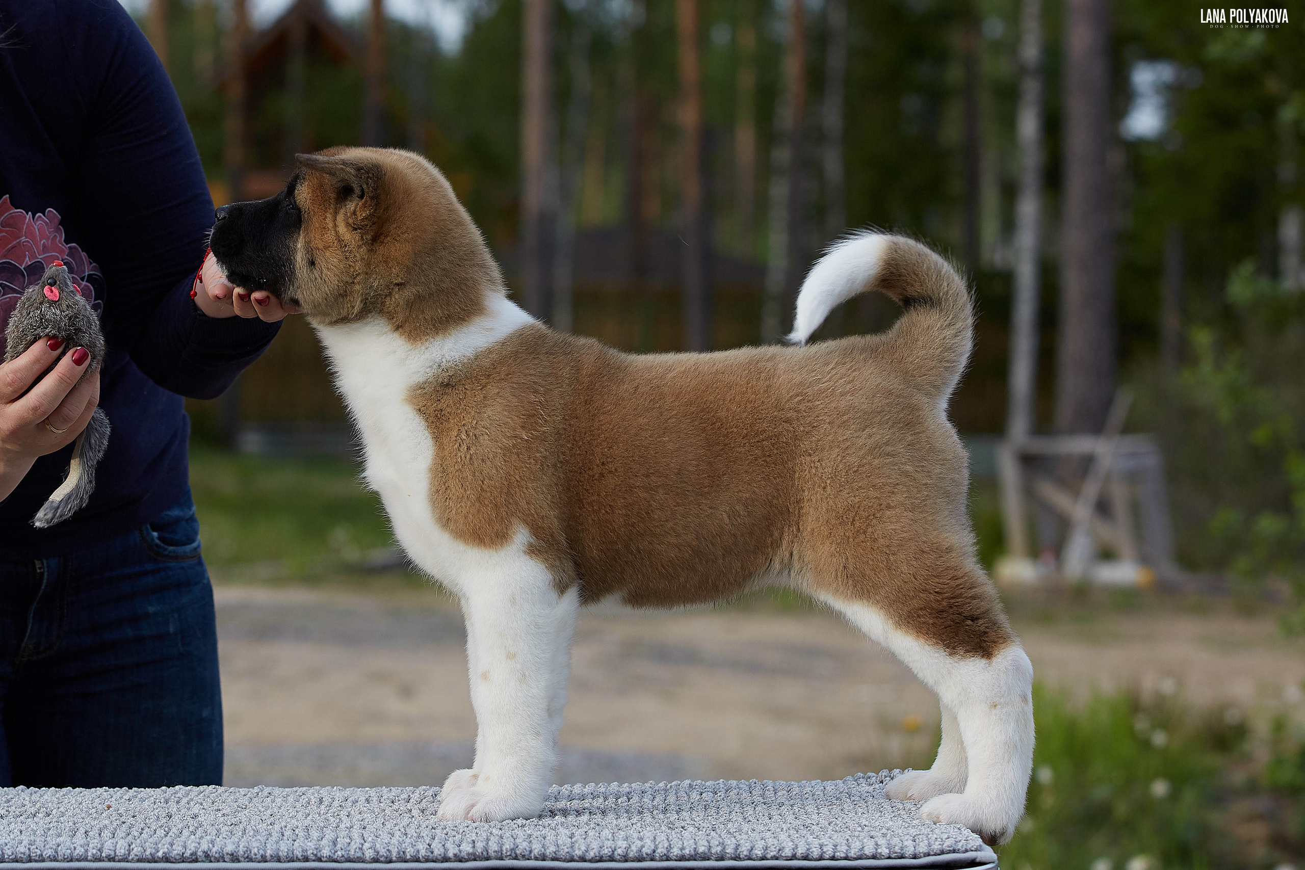 Американская акита щенки питомник Рубилайт RUBYLIGHT