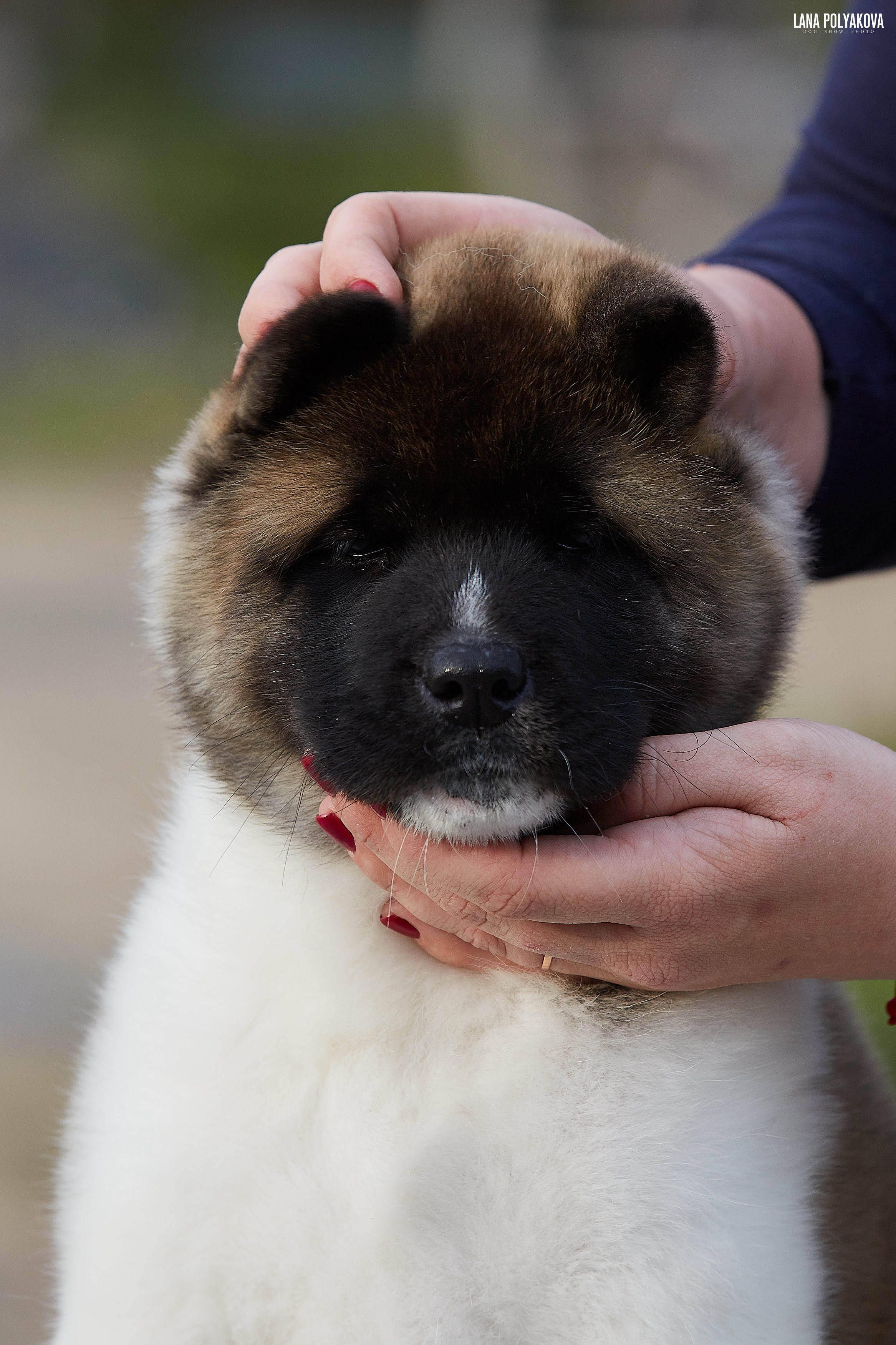 Американская акита щенки питомник Рубилайт RUBYLIGHT