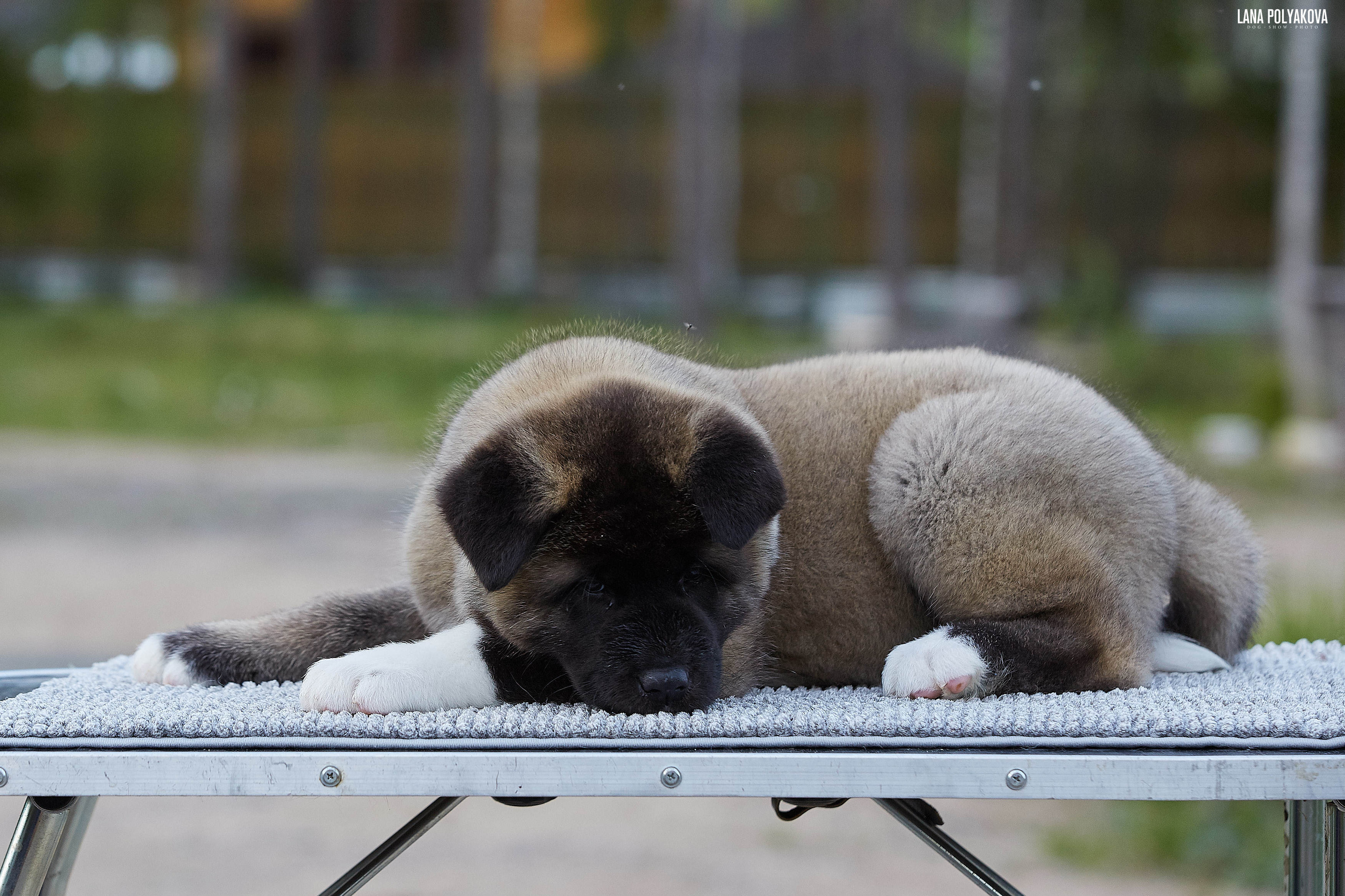 Американская акита щенки питомник Рубилайт RUBYLIGHT