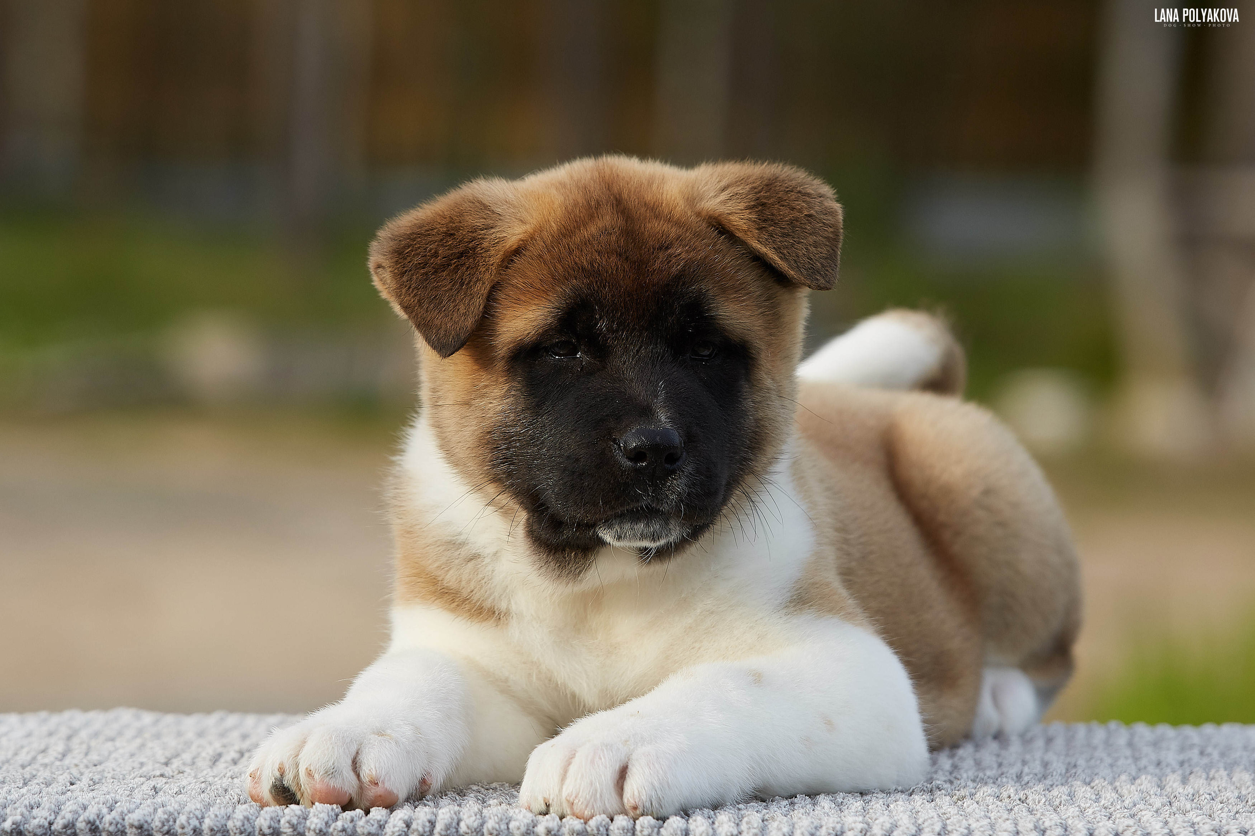 Американская акита щенки питомник Рубилайт RUBYLIGHT