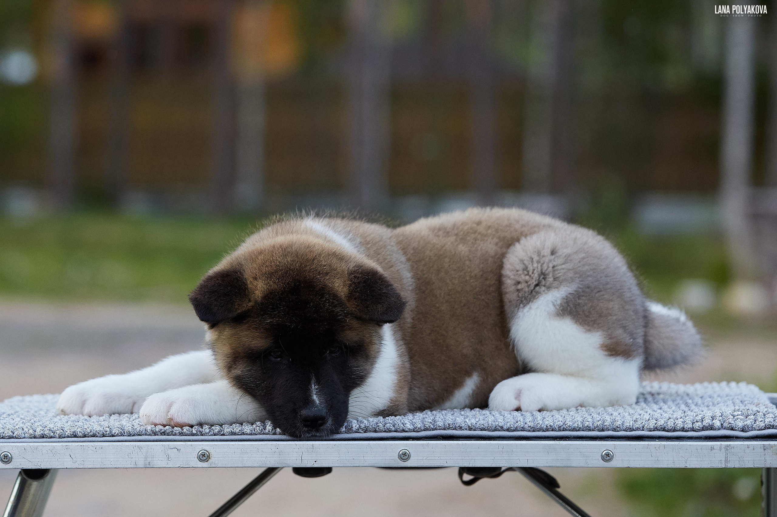 Американская акита щенки питомник Рубилайт RUBYLIGHT