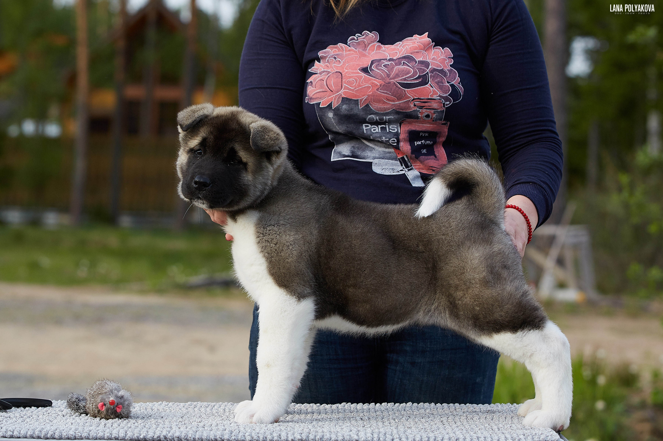 Американская акита щенки питомник Рубилайт RUBYLIGHT