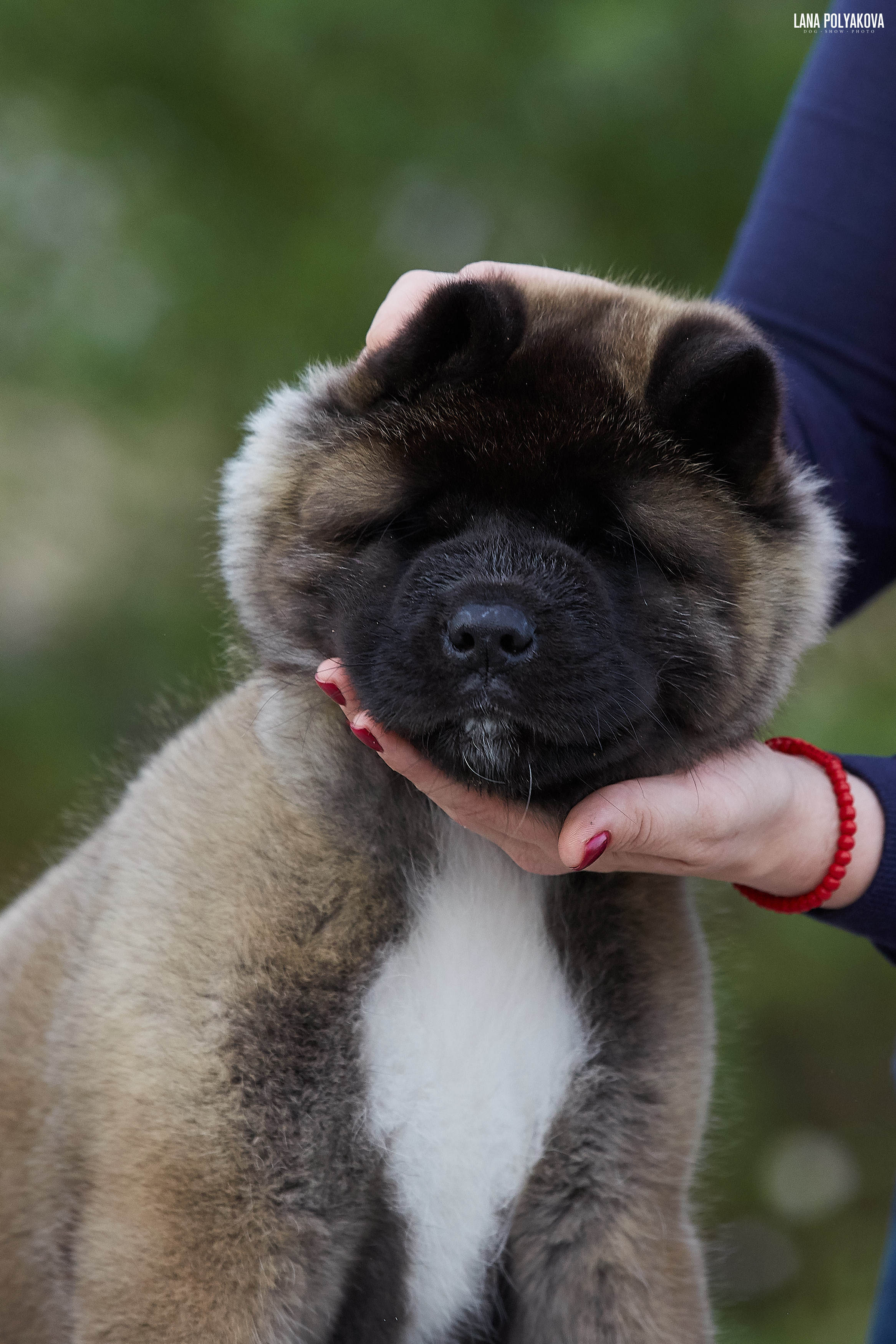 Американская акита щенки питомник Рубилайт RUBYLIGHT
