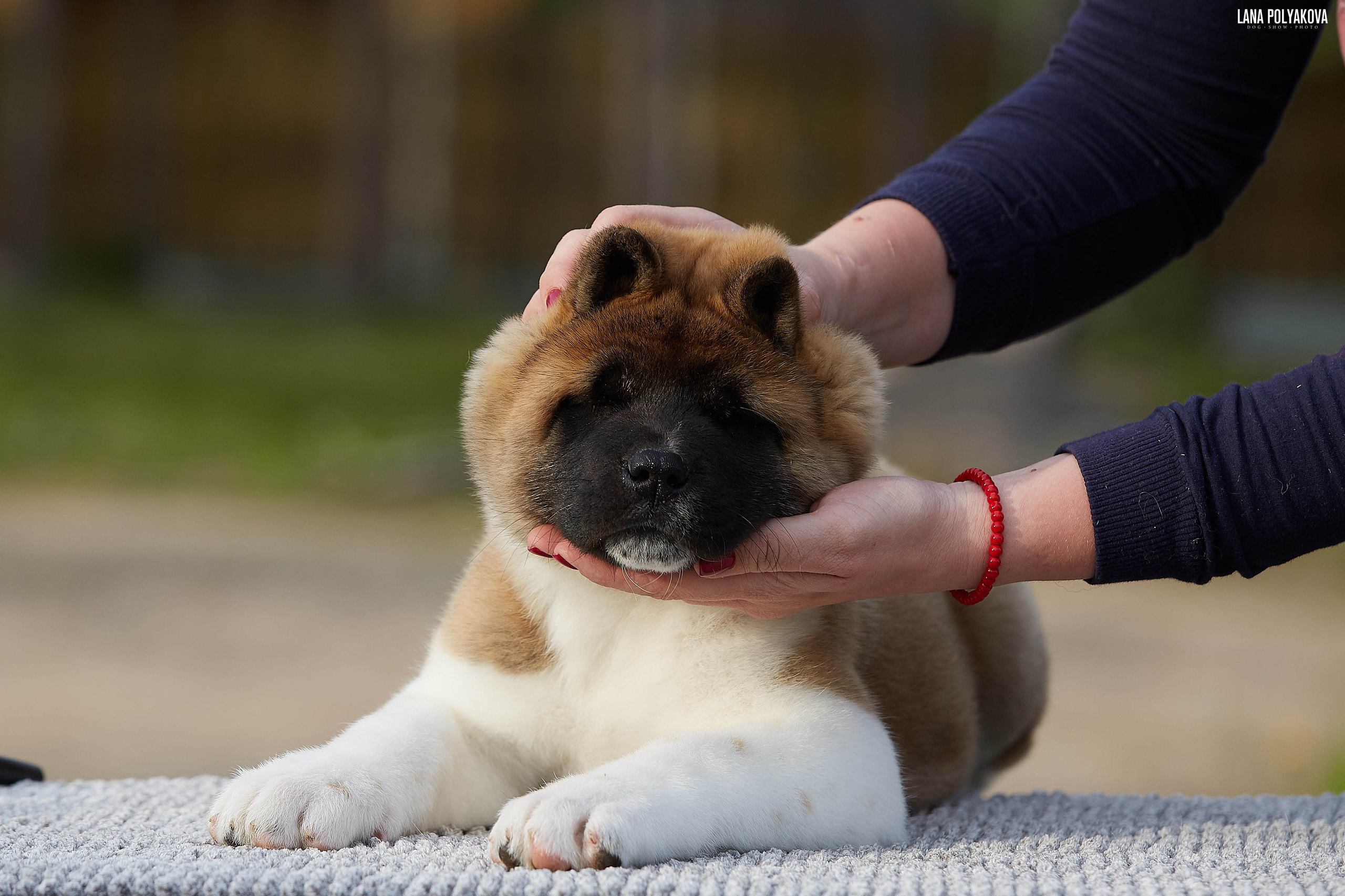 Американская акита щенки питомник Рубилайт RUBYLIGHT