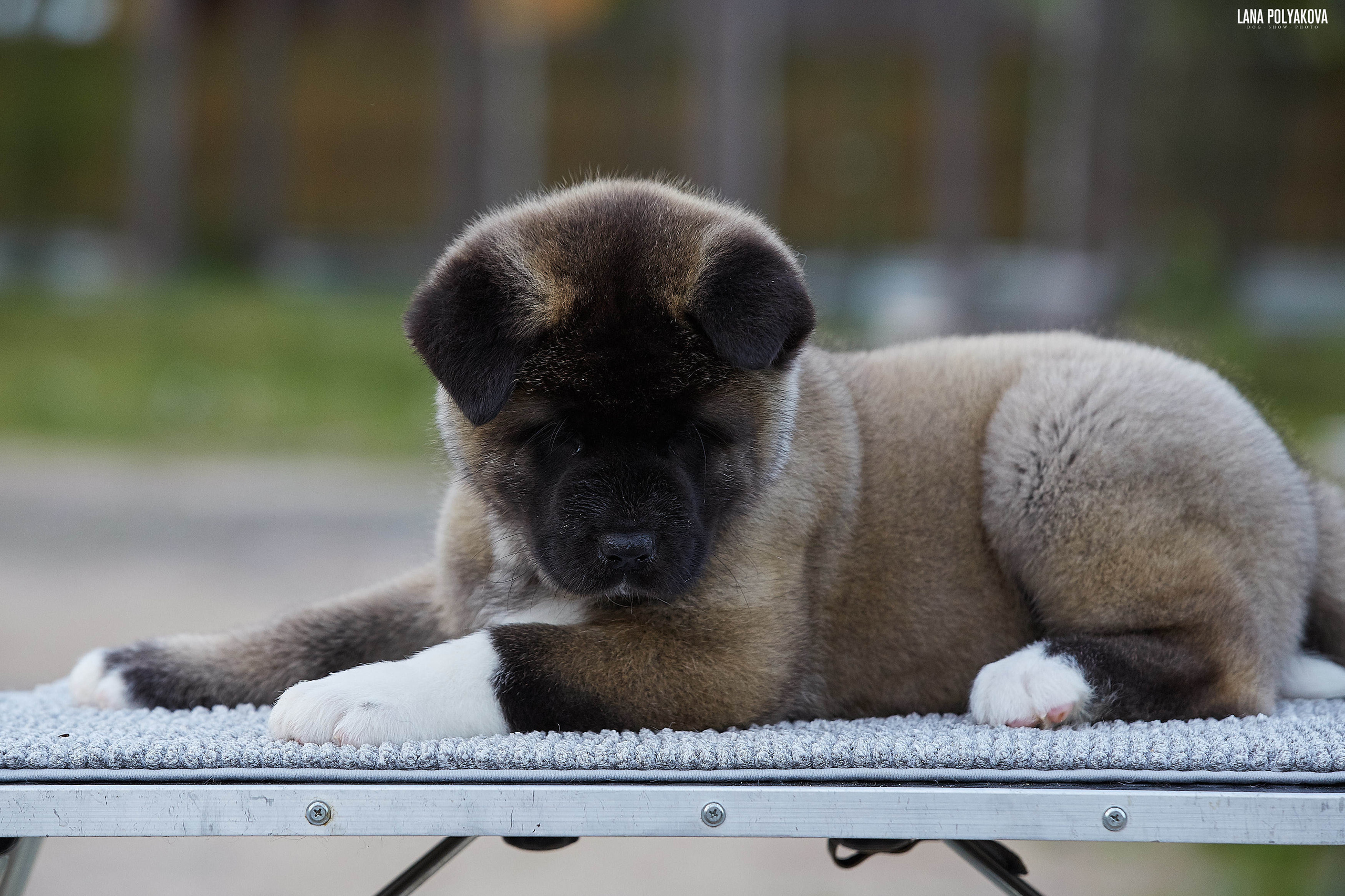 Американская акита щенки питомник Рубилайт RUBYLIGHT