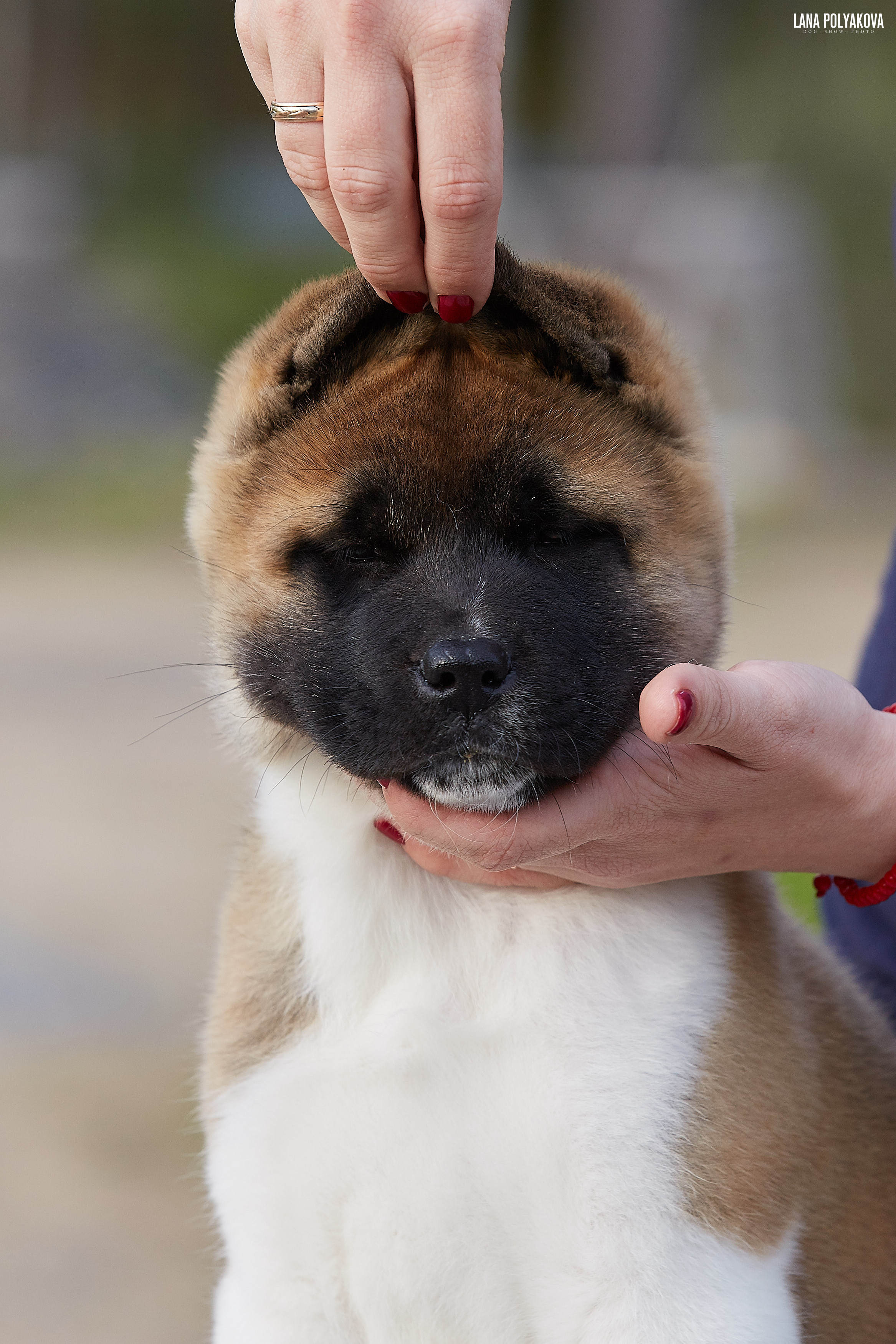 Американская акита щенки питомник Рубилайт RUBYLIGHT