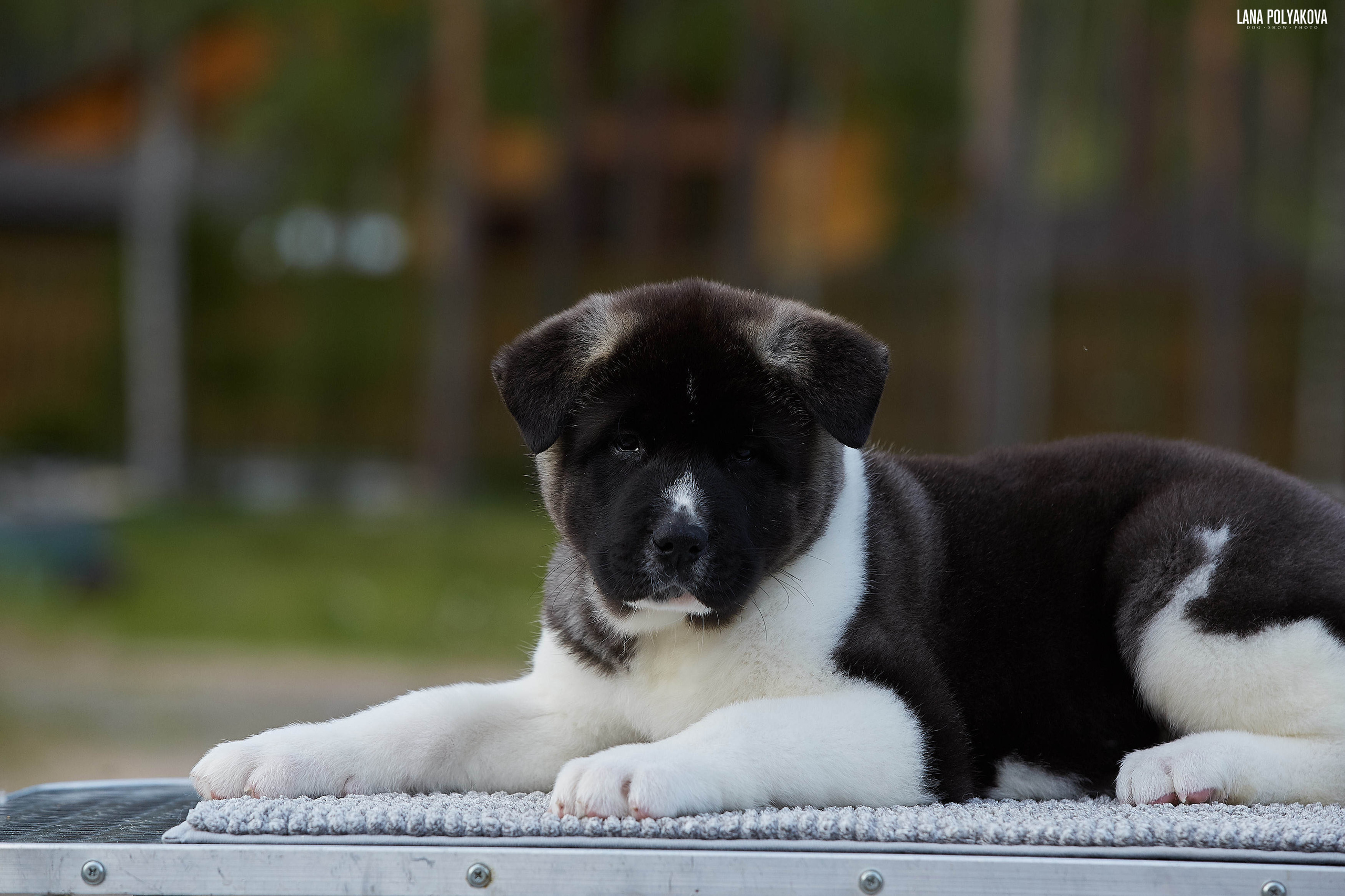 Американская акита щенки питомник Рубилайт RUBYLIGHT