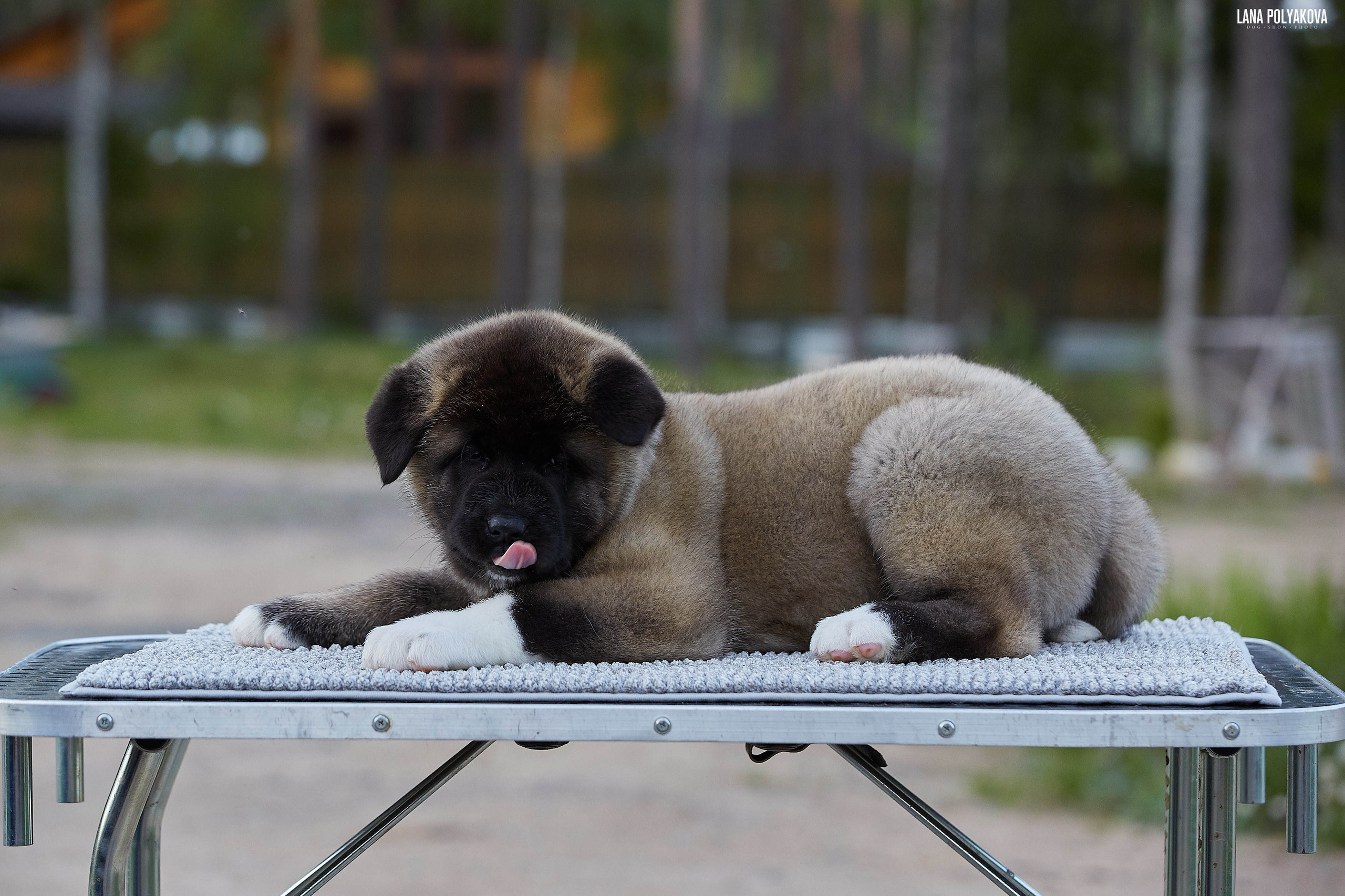 Американская акита щенки питомник Рубилайт RUBYLIGHT