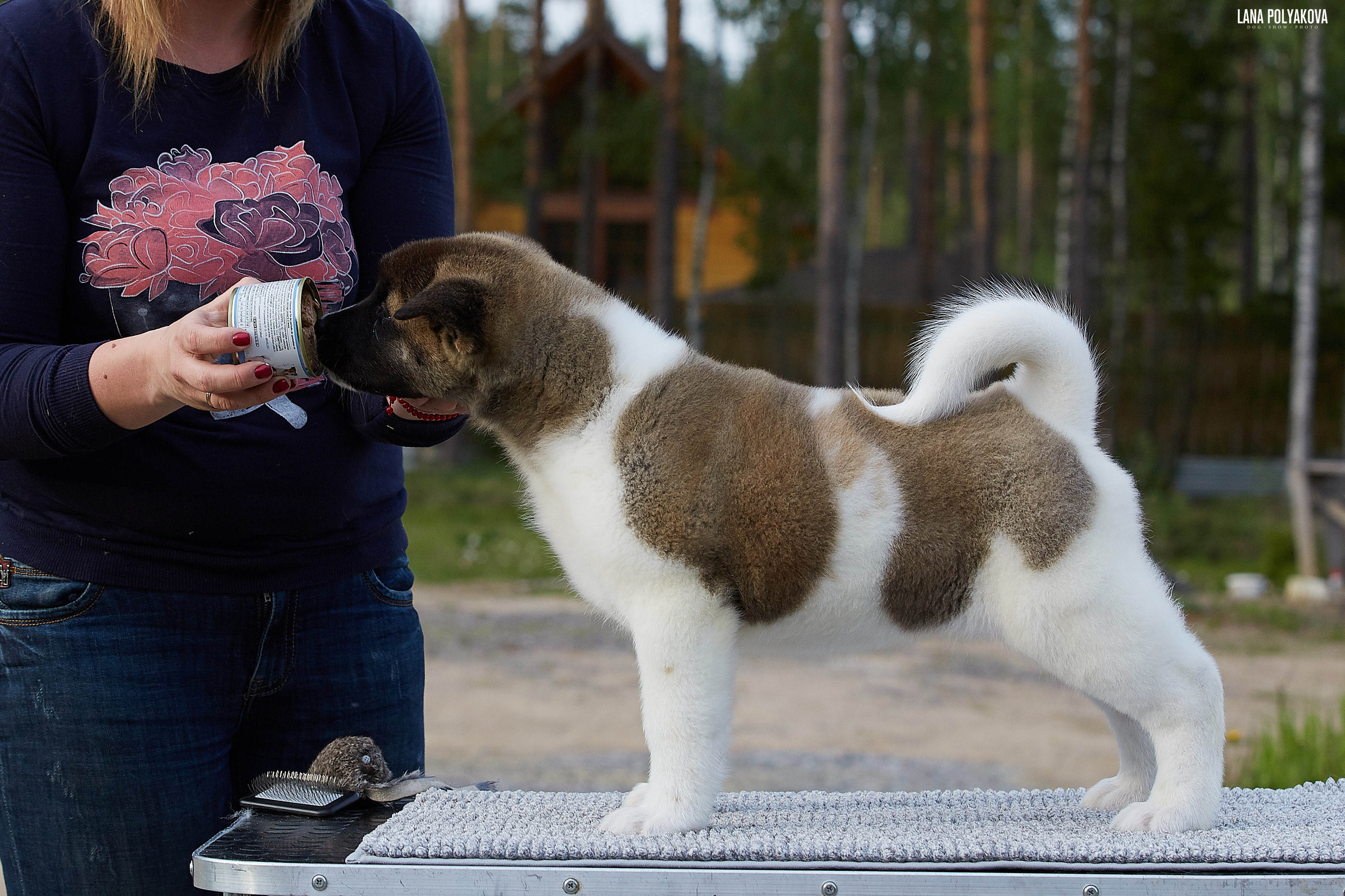 Американская акита щенки питомник Рубилайт RUBYLIGHT
