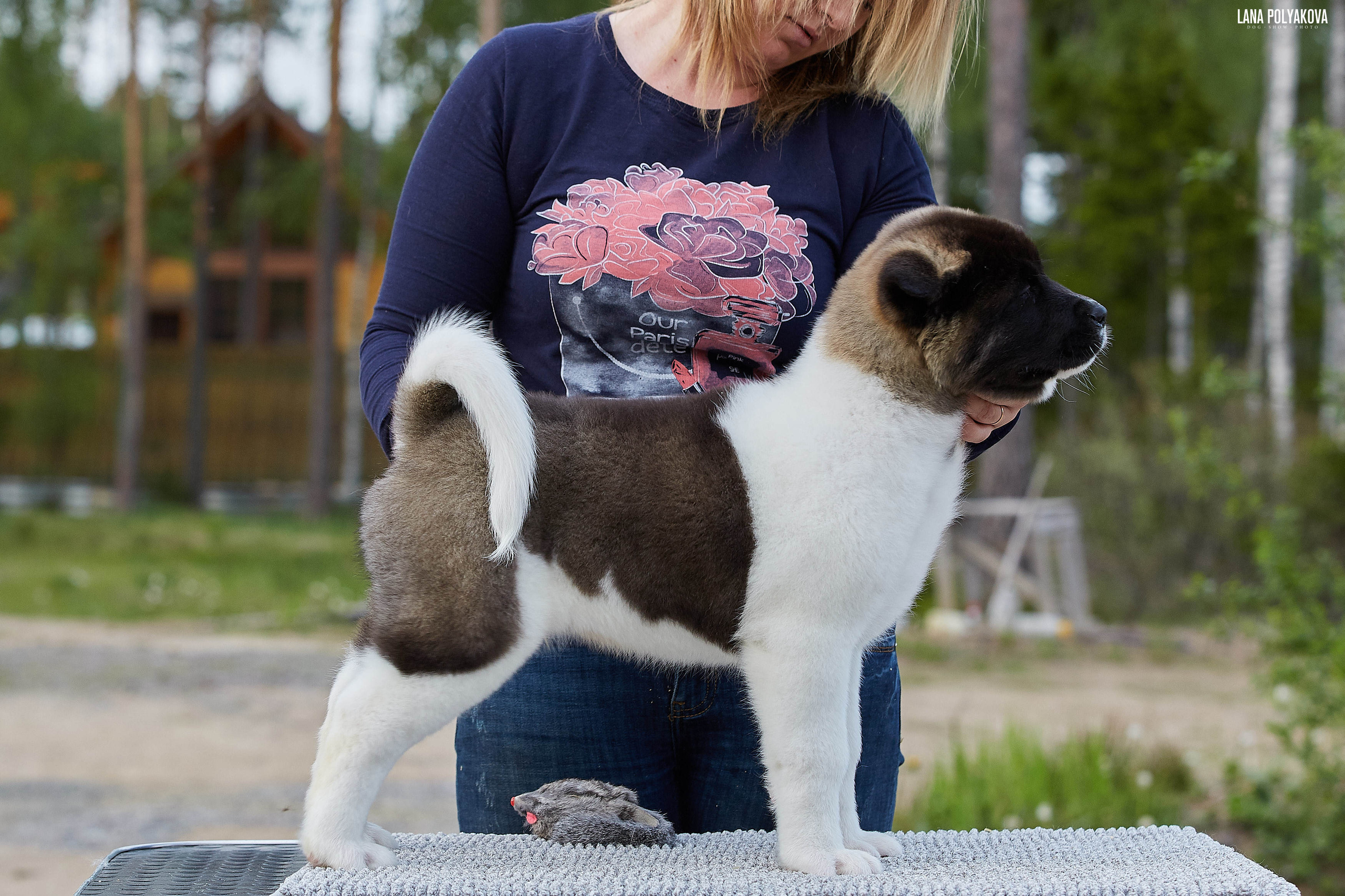 Американская акита щенки питомник Рубилайт RUBYLIGHT