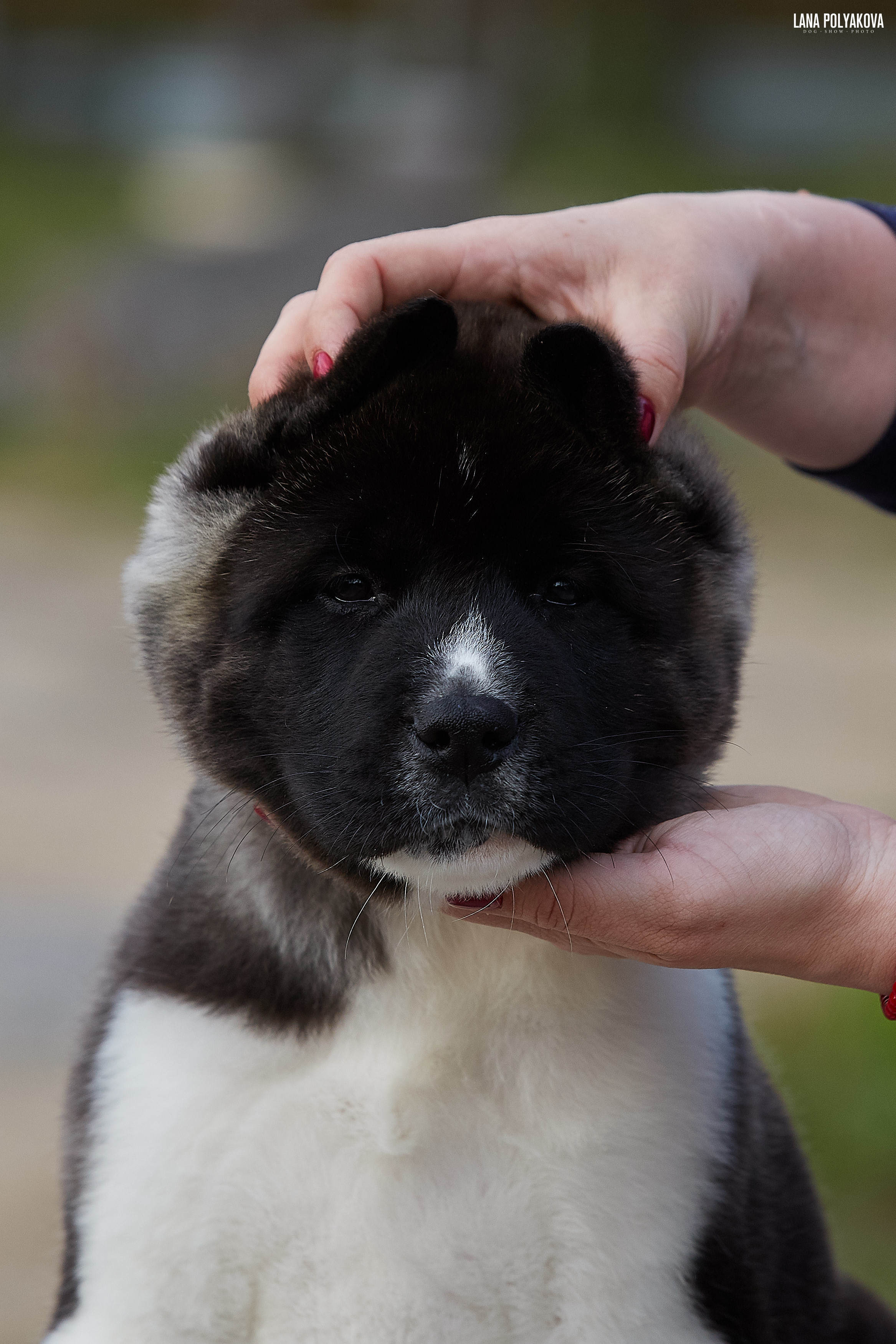 Американская акита щенки питомник Рубилайт RUBYLIGHT