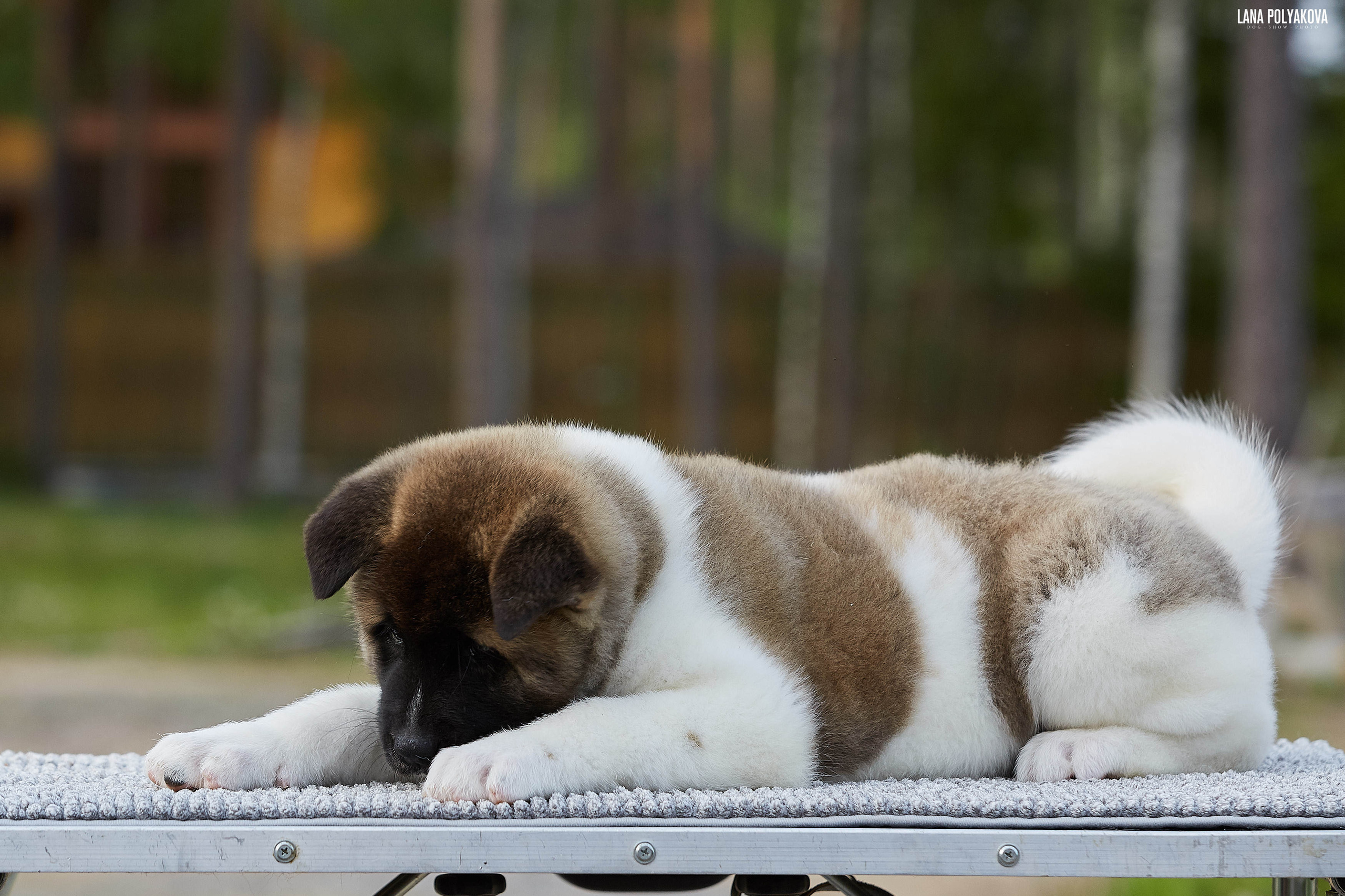 Американская акита щенки питомник Рубилайт RUBYLIGHT