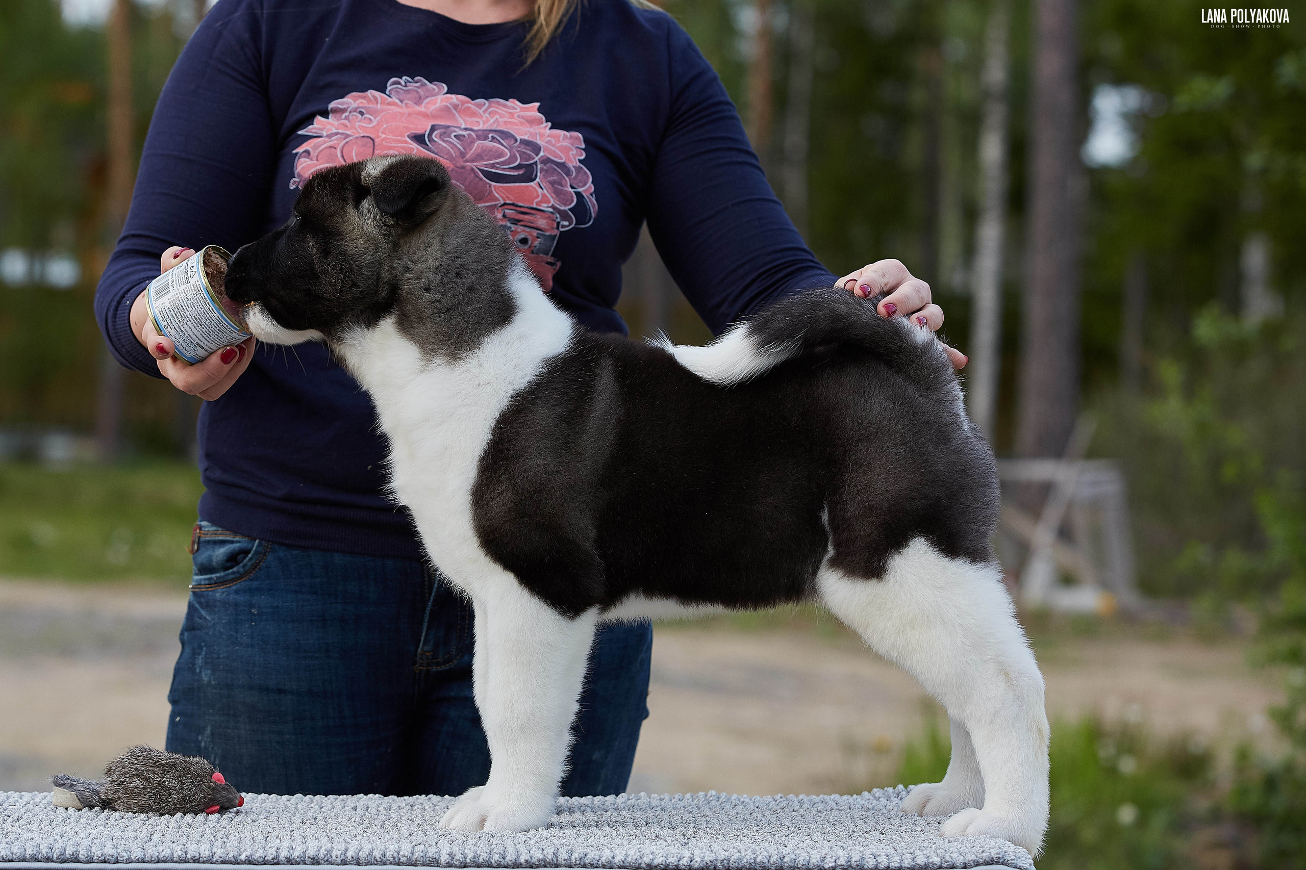 Американская акита щенки питомник Рубилайт RUBYLIGHT