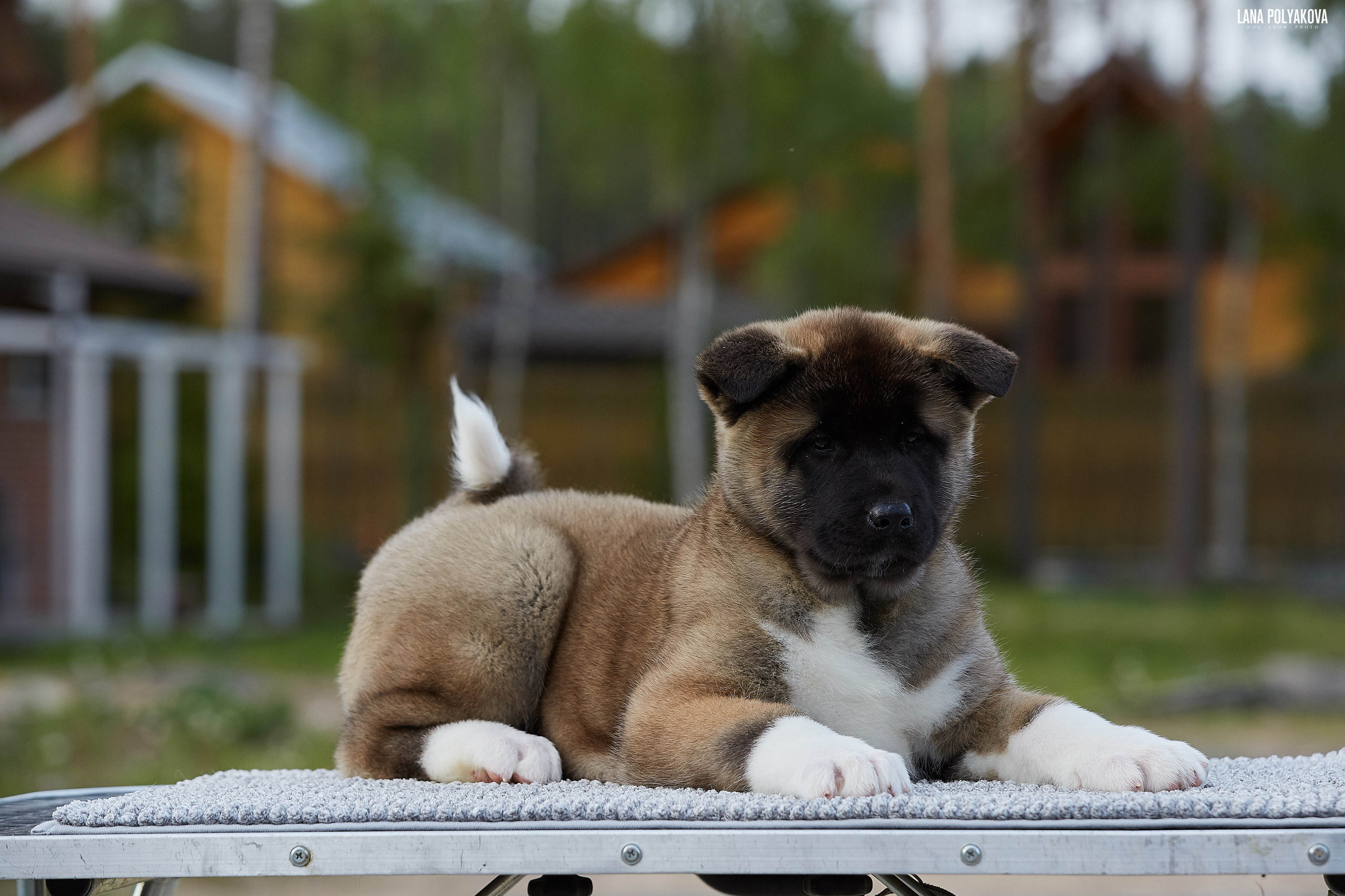 Американская акита щенки питомник Рубилайт RUBYLIGHT