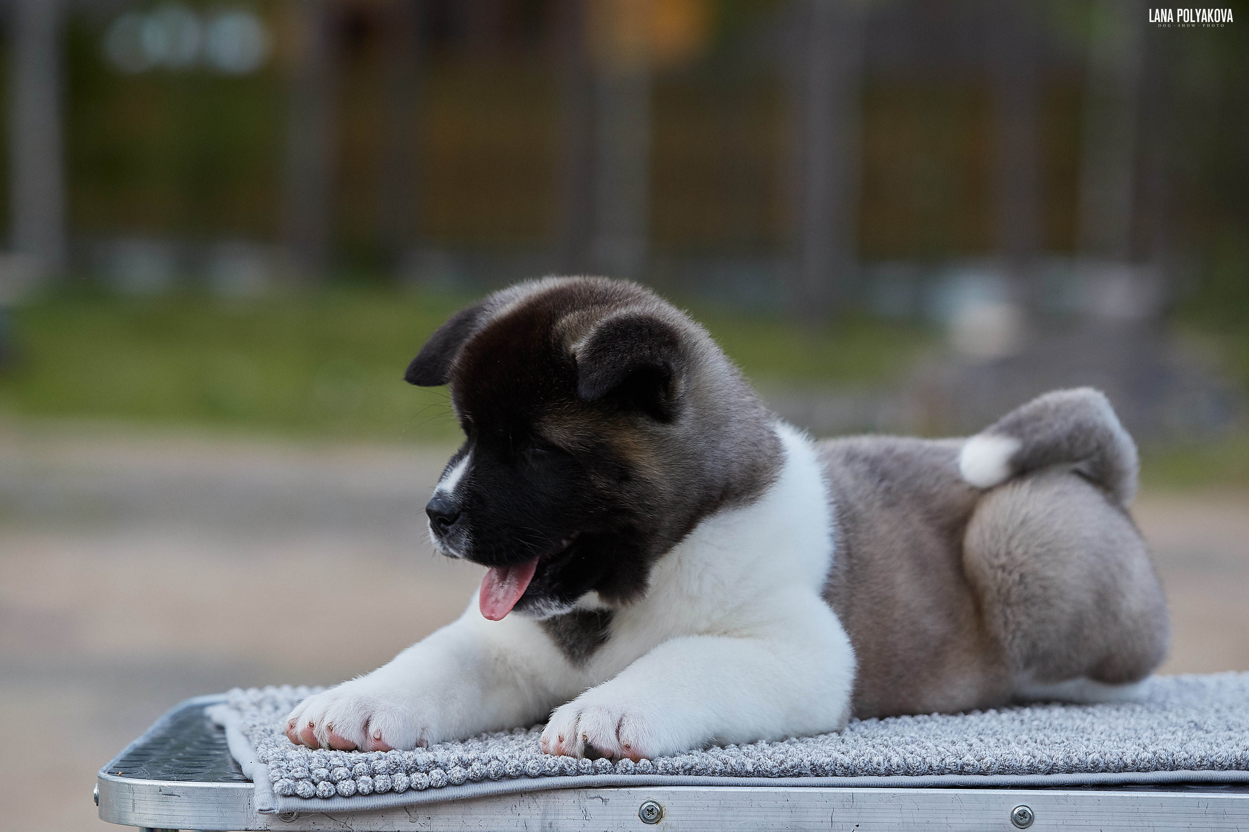 Американская акита щенки питомник Рубилайт RUBYLIGHT