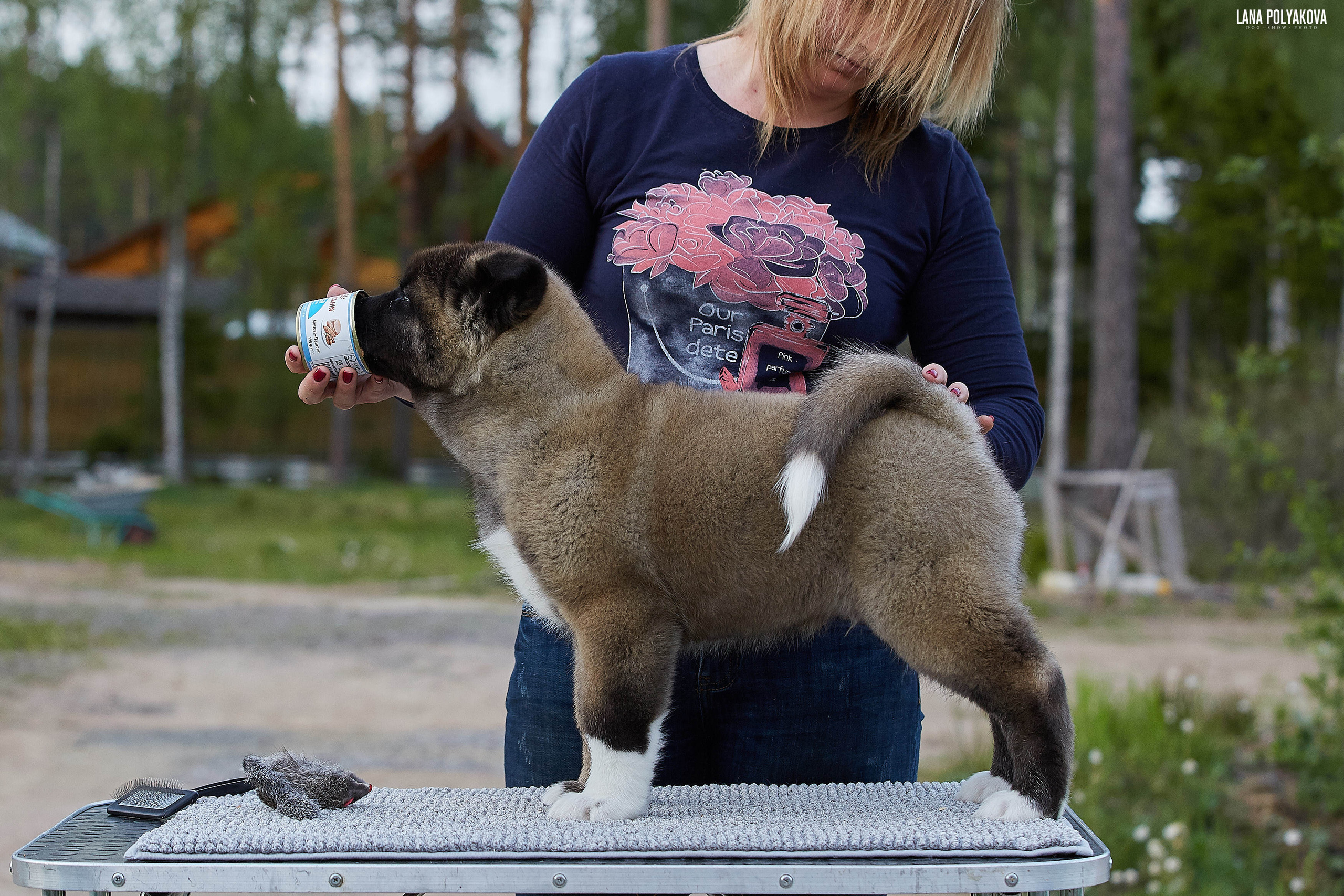 Американская акита щенки питомник Рубилайт RUBYLIGHT