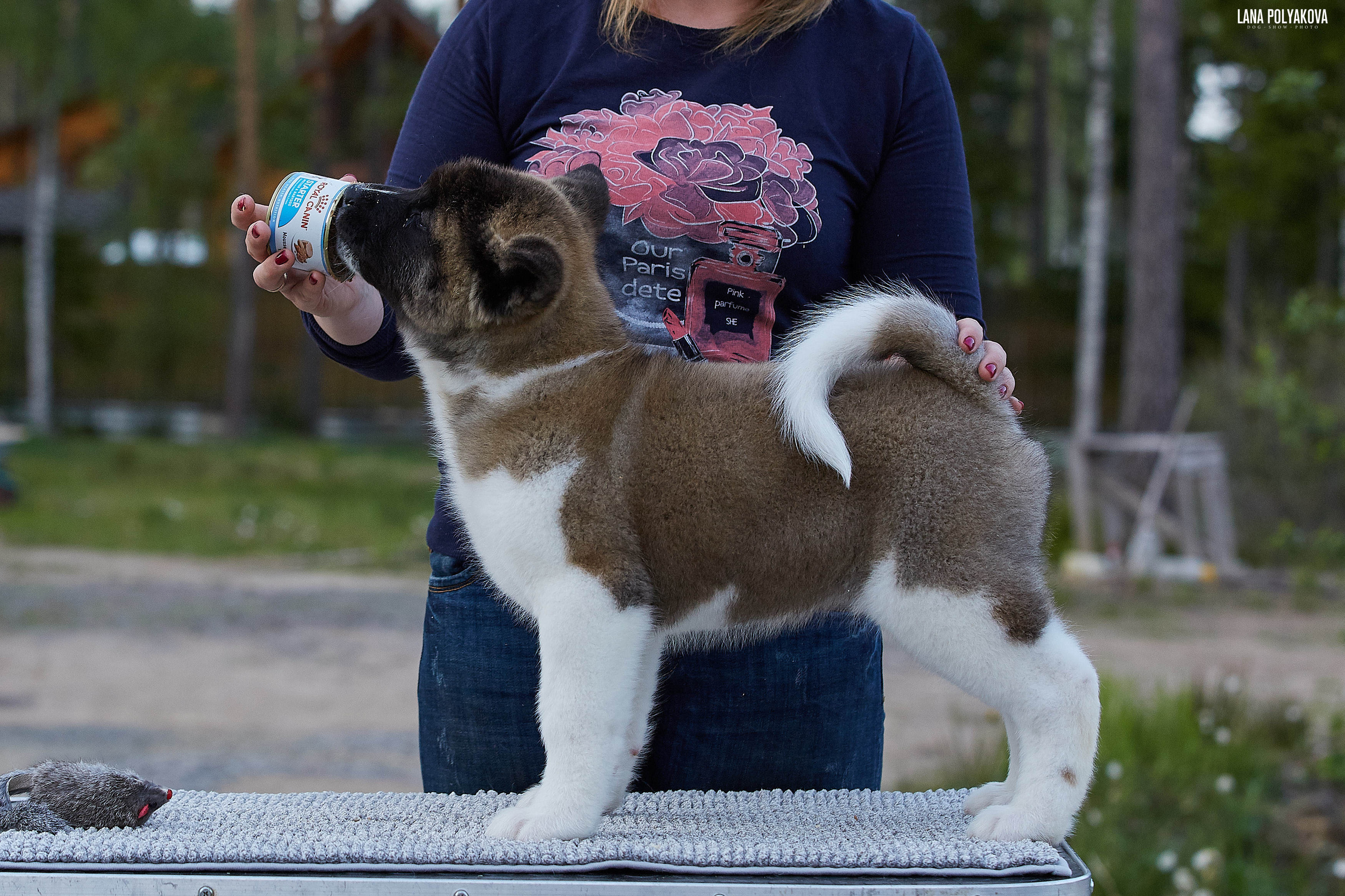 Американская акита щенки питомник Рубилайт RUBYLIGHT