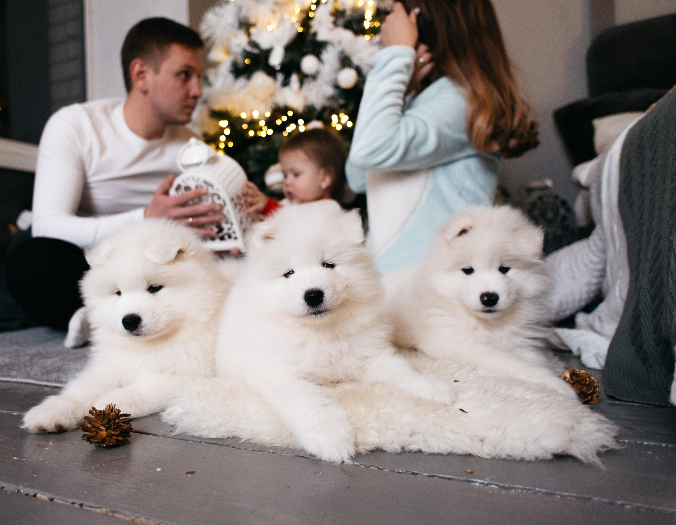 Новогодняя с щенками. Свадебный фотограф Ижевск Петр Шишков
