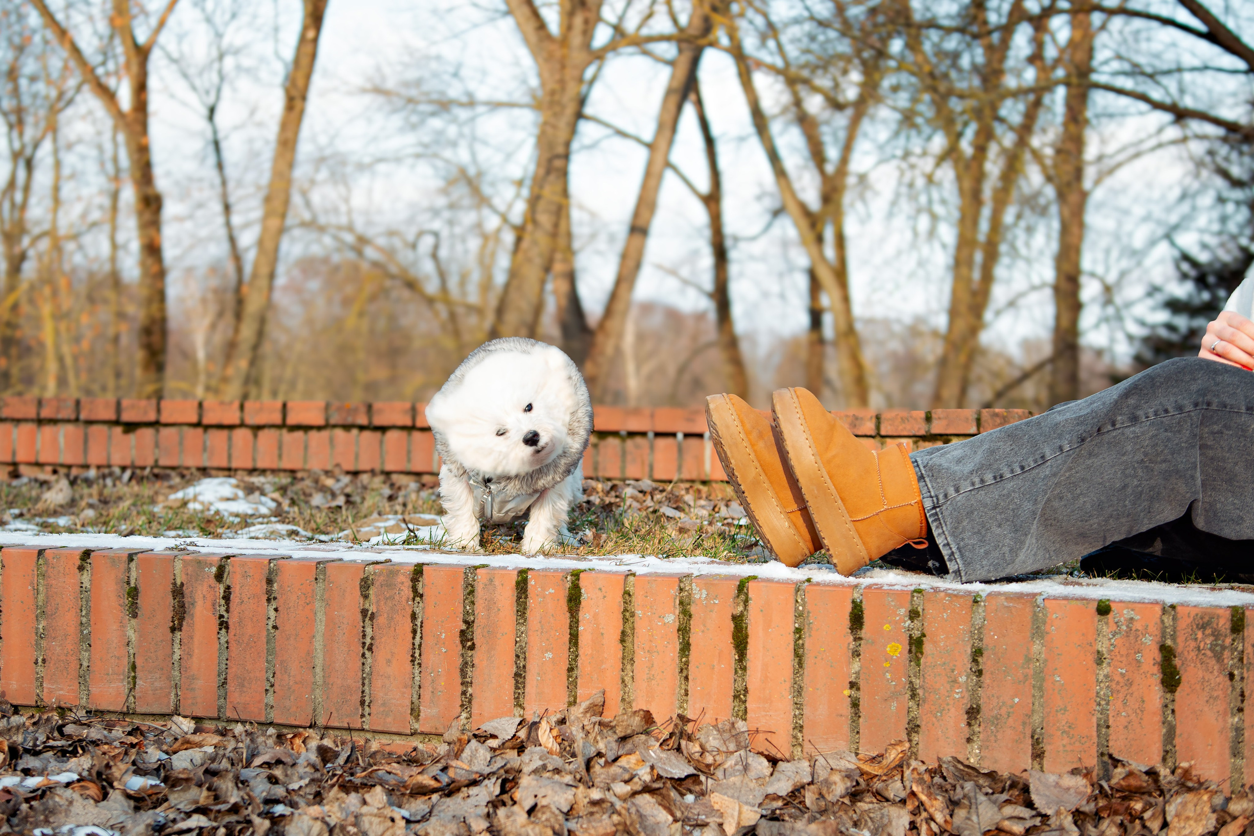Фотосессия с щенком Минск
