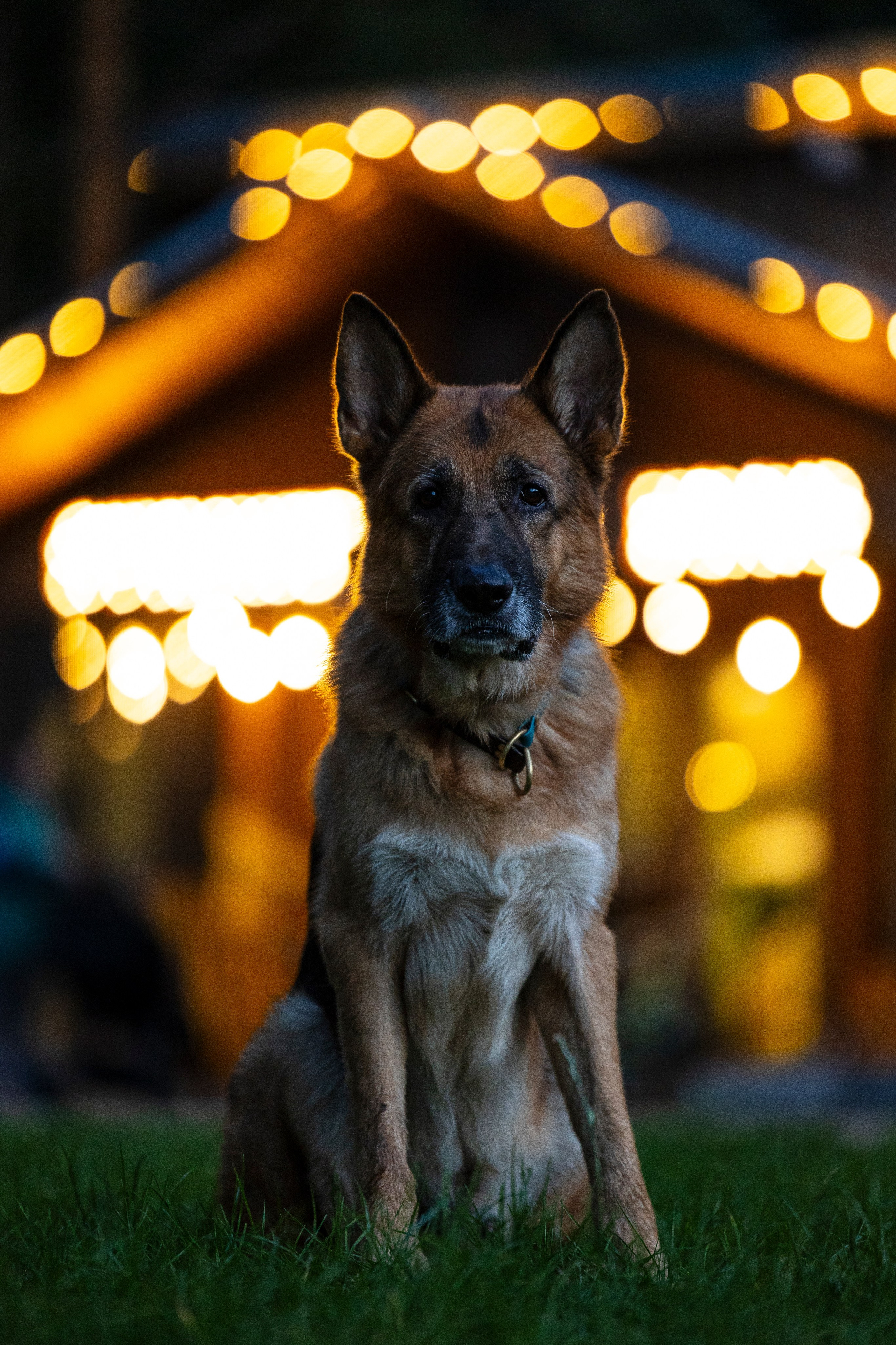 Гаруда и Рейн. Фотограф-анималист Анна Маринич