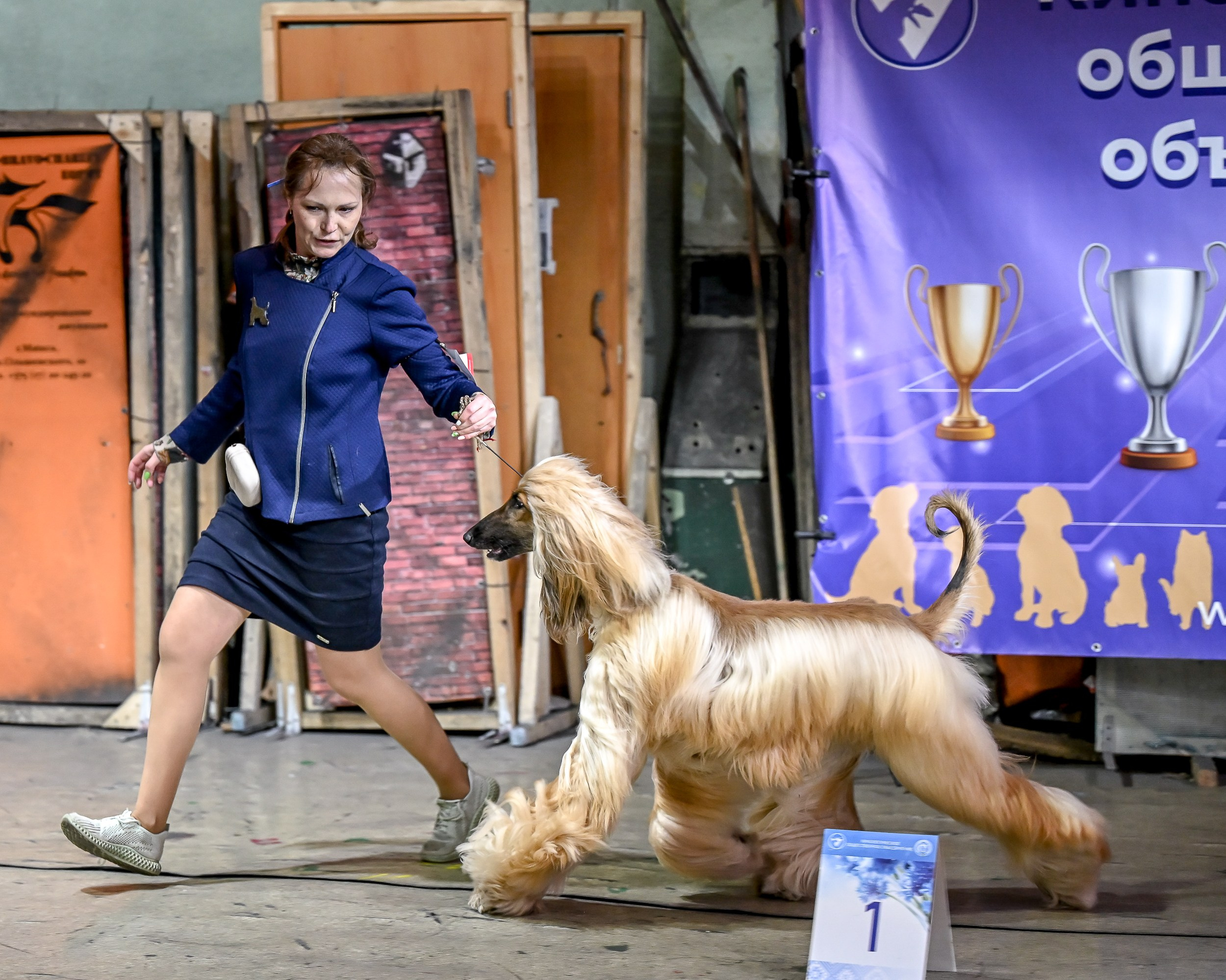 29.03.2026 KOO. Галерея фотографий афганской борзой