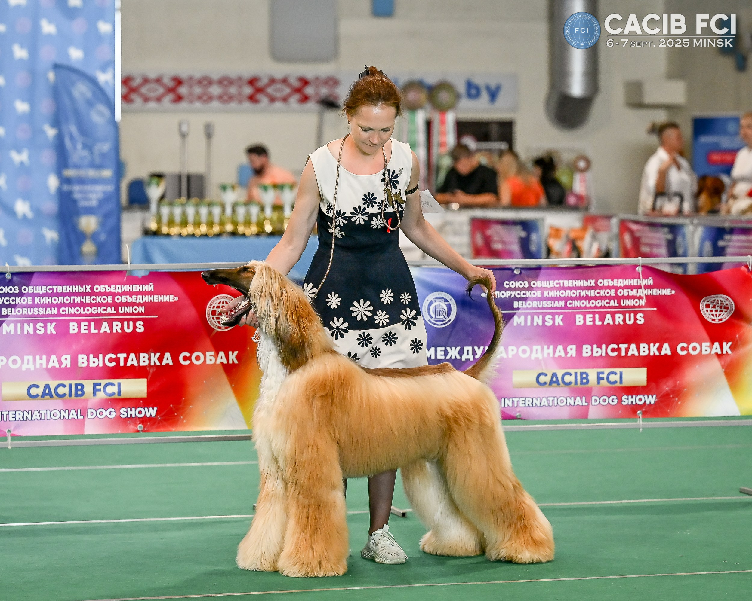 06-07.09.25 Международная выставка собак, Минск, CACIB, FCI. Галерея фотографий афганской борзой