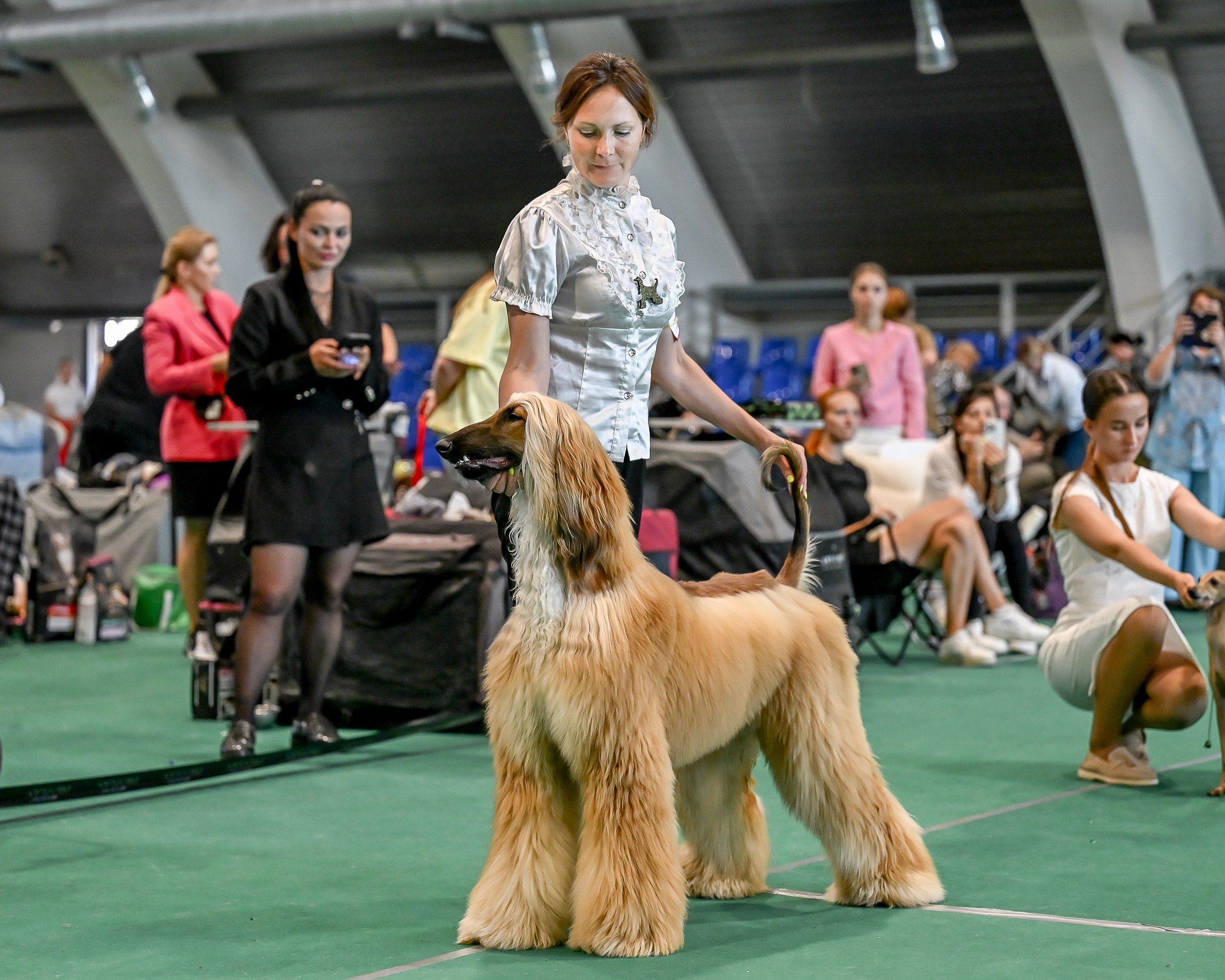 03.08.2025 КОО И Элита. Галерея фотографий афганской борзой