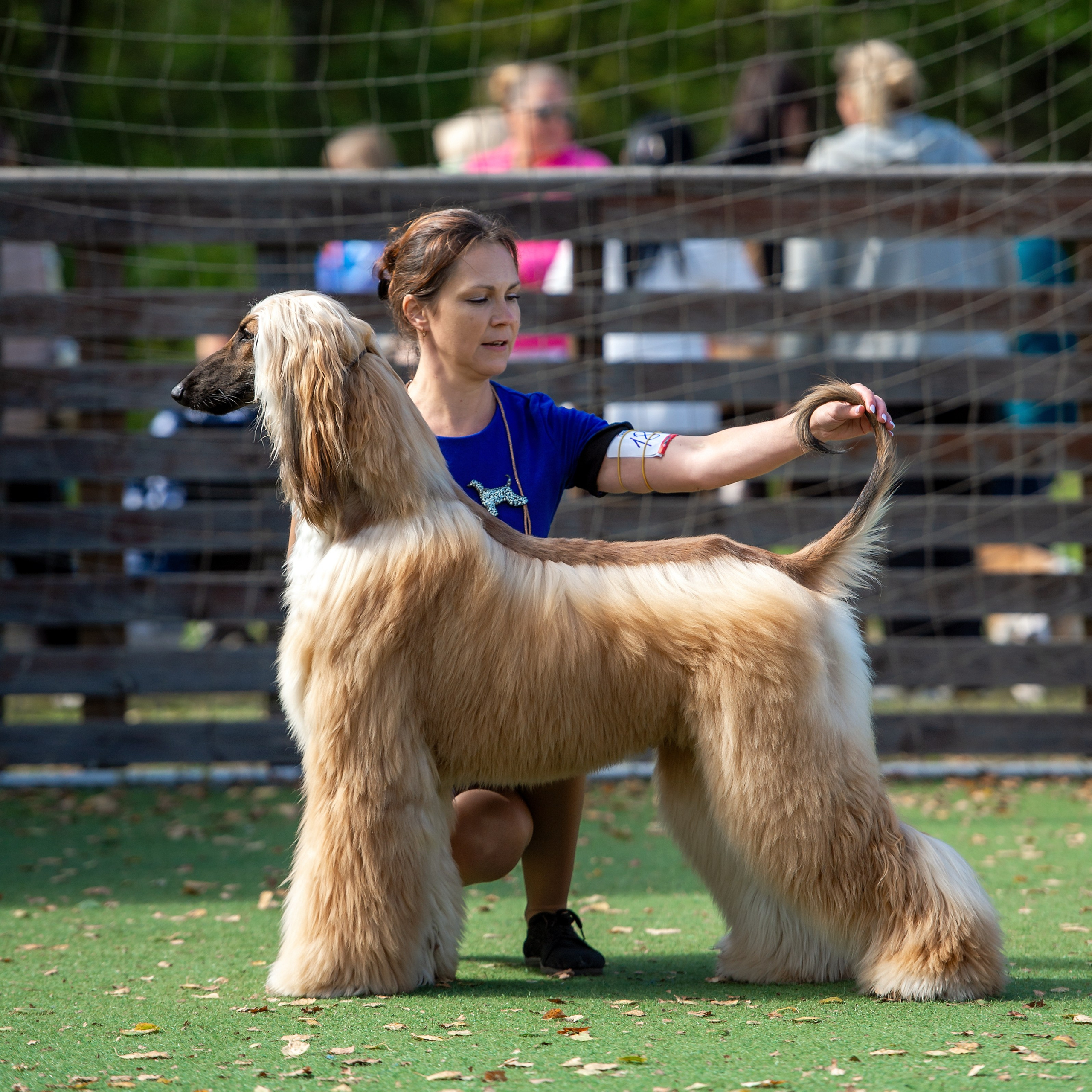 24.08.2025 Региональная выставка КОО и Республиканская выставка РКЛС. Галерея фотографий афганской борзой