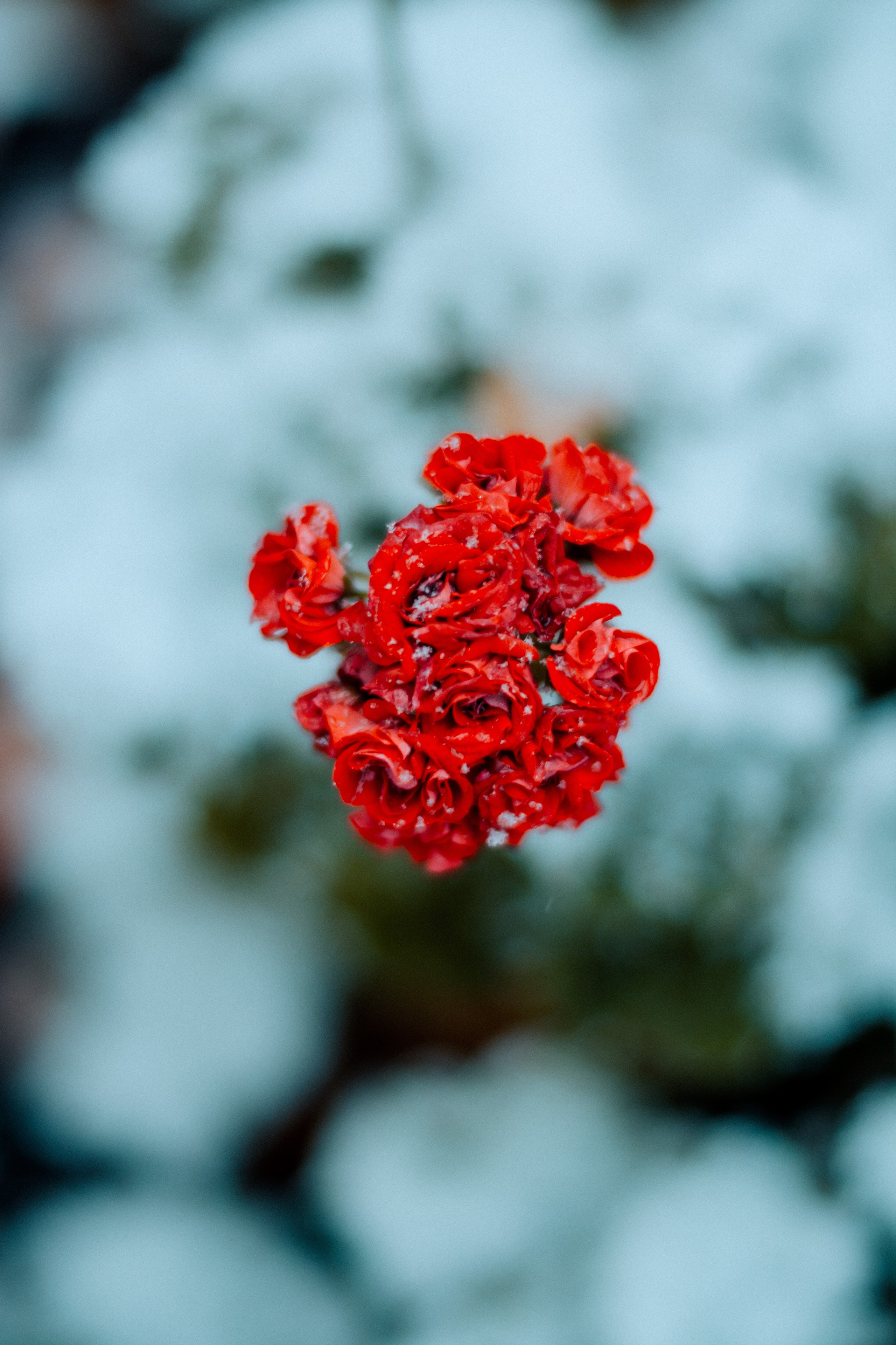 Flowers. Фотографирую искусство в Хабаровске