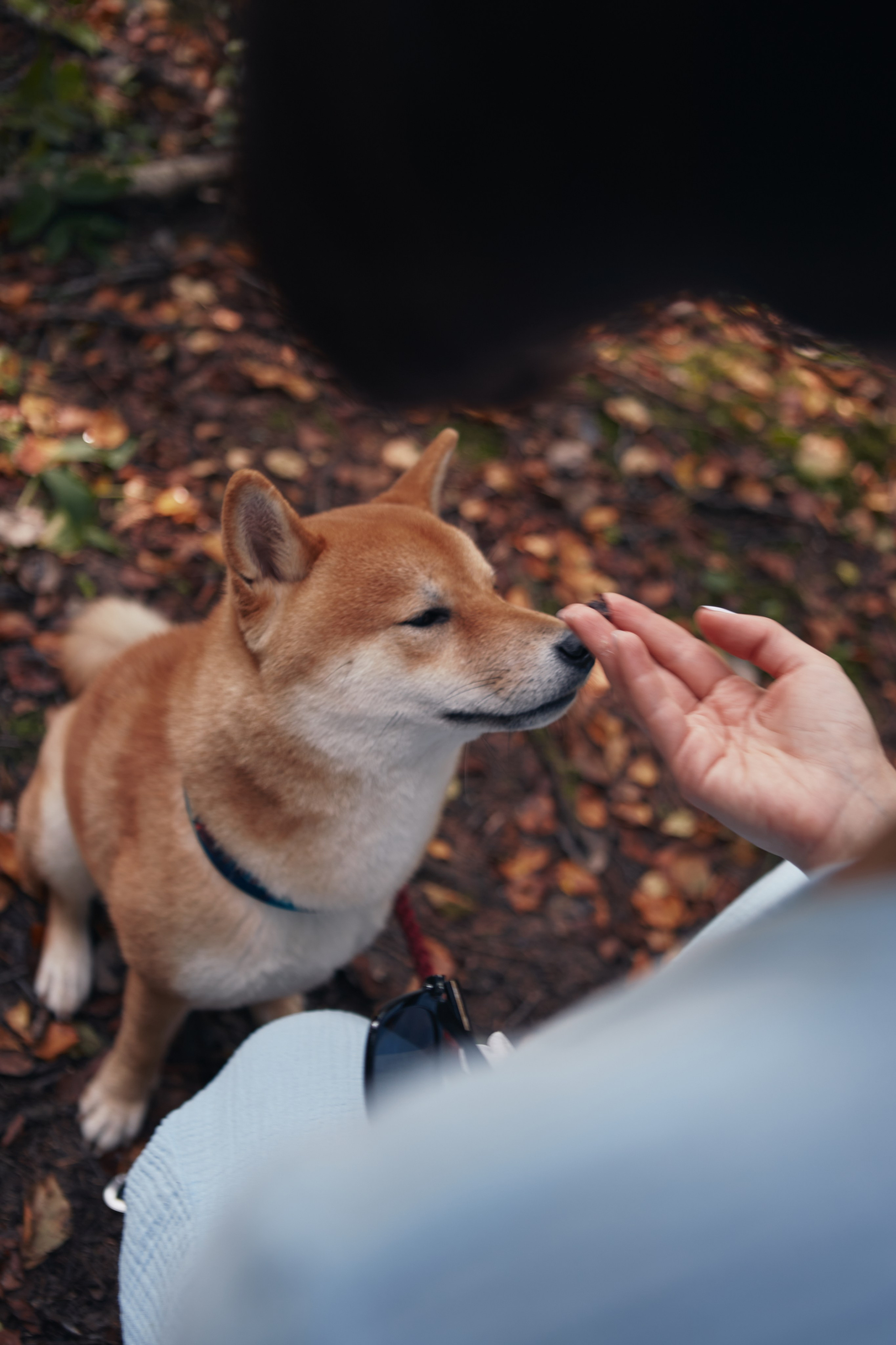 Katya & Rokki. Portrait, family and pet photographer in Cyprus, Ksenia Bourdelle