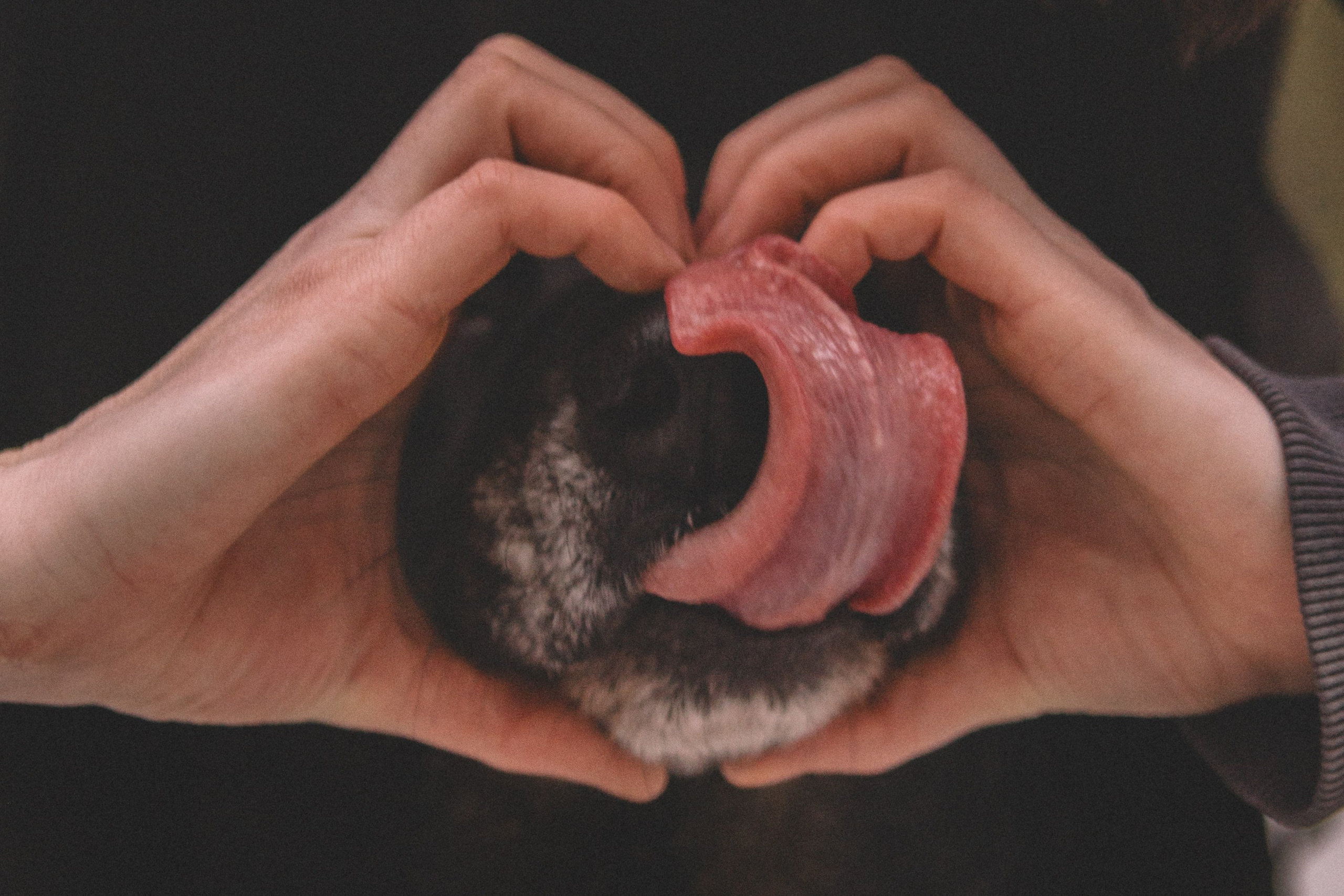 Alyona & Felix. Portrait, family and pet photographer in Cyprus, Ksenia Bourdelle