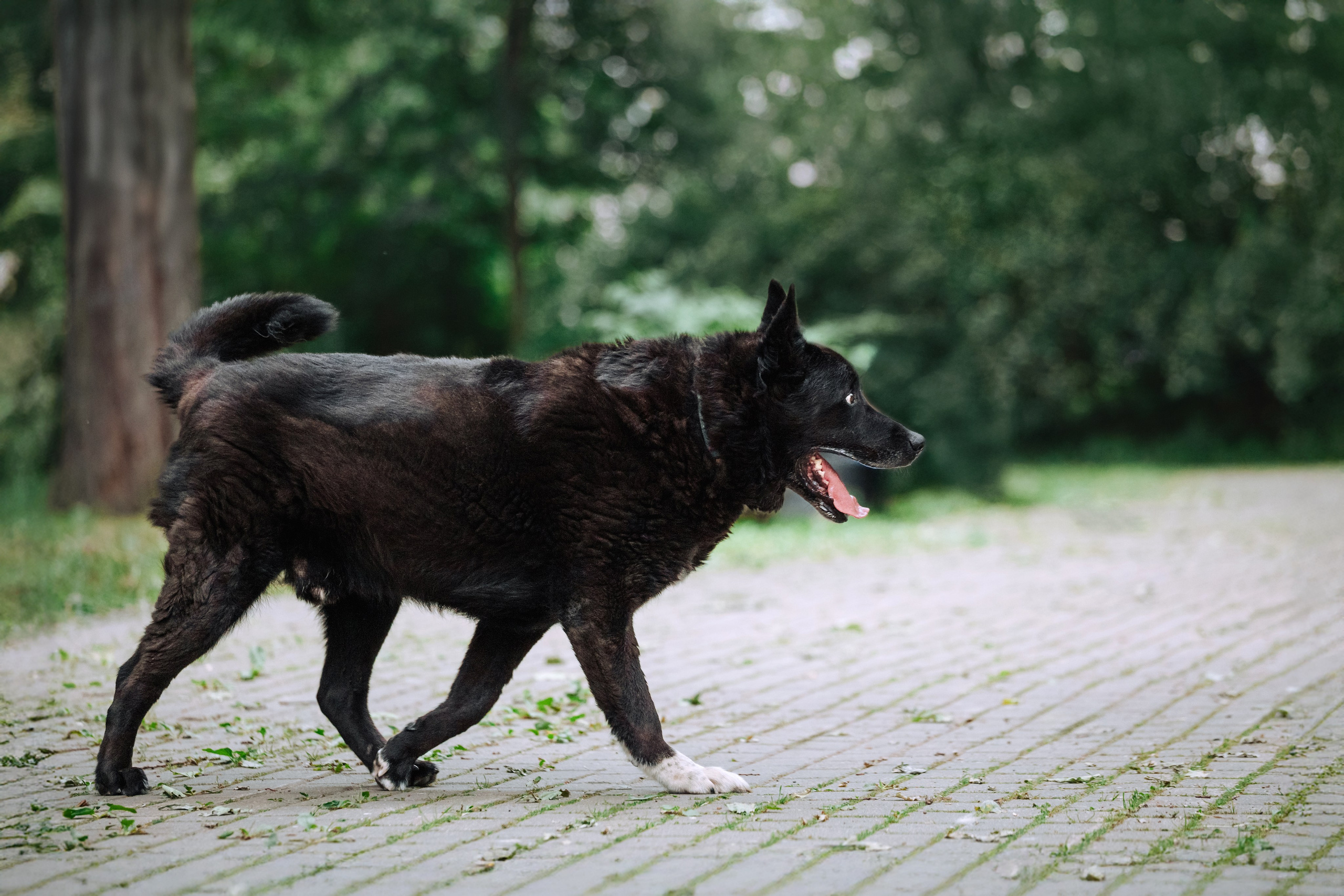 Собаки из приюта Дубовая роща лето 2025. Фотограф-анималист Татьяна Степанова