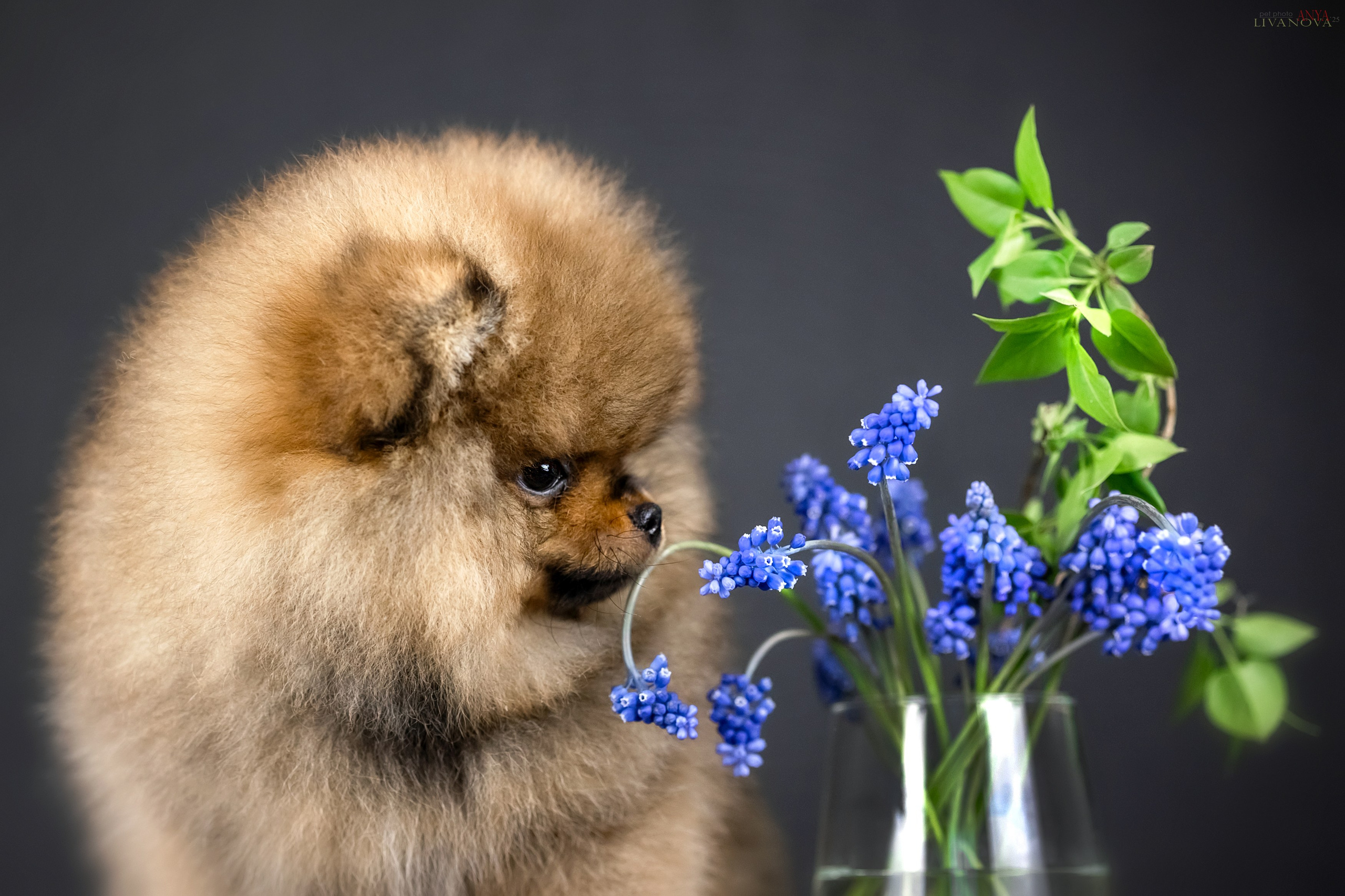Шпицы. Фотограф анималист Аня Ливанова | Рыбинск