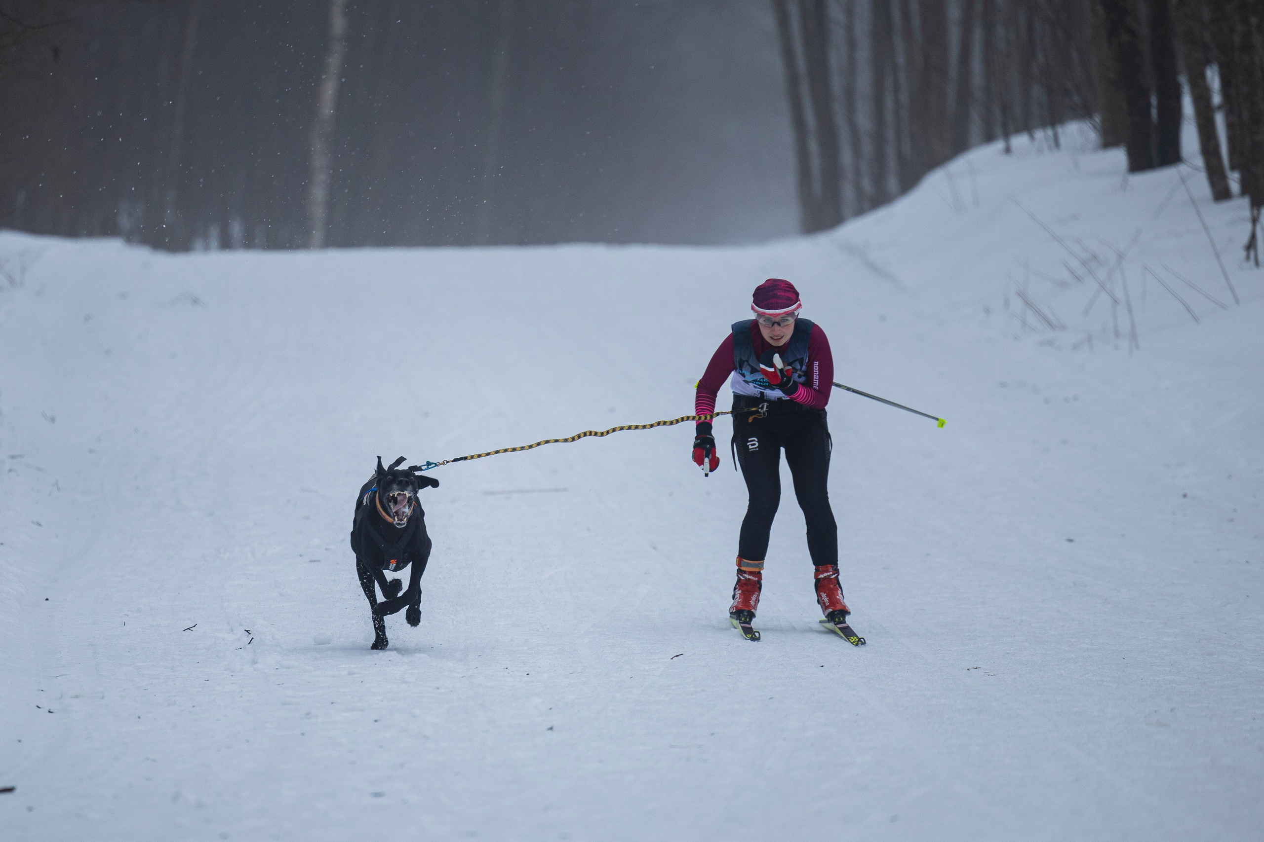 Зимний Чемпионат Санкт-Петербурга по ездовому спорту. Фотограф-анималист Анна Маринич