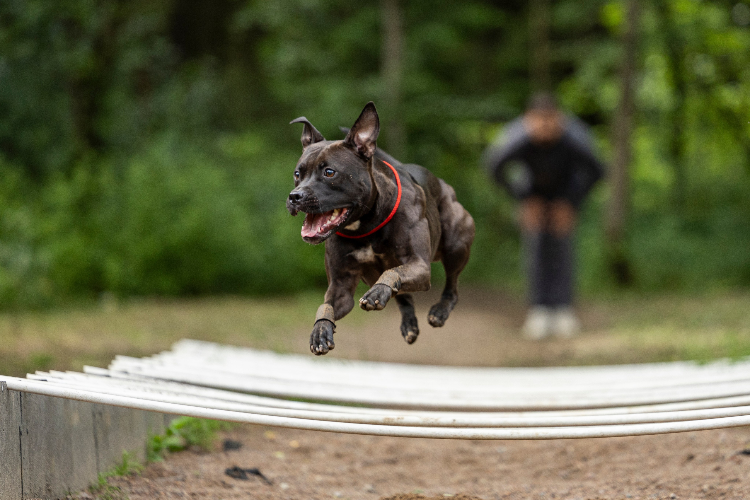 Пит-стафф многоборье. Фотограф-анималист Анна Маринич
