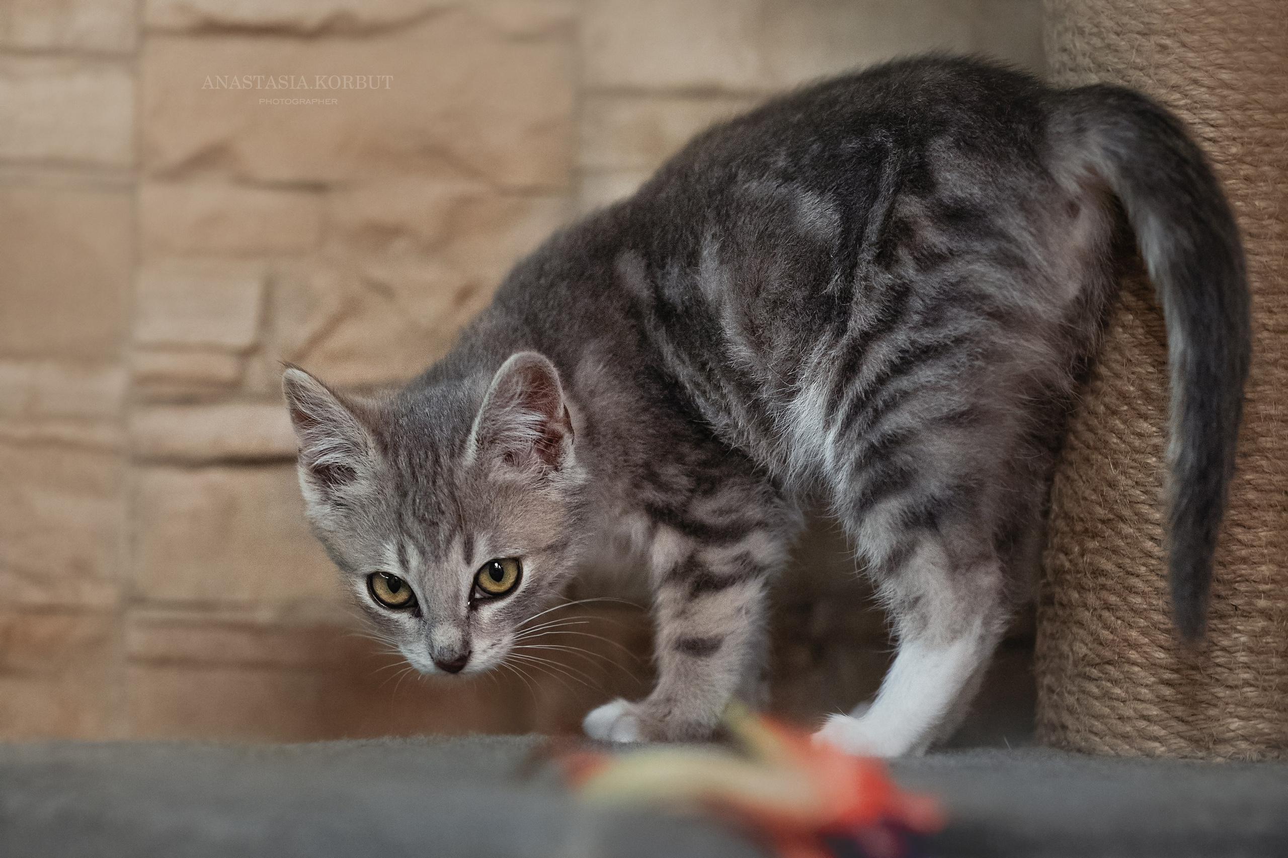 Котята в добрые руки. Арт фотограф в Минске Анастасия Корбут