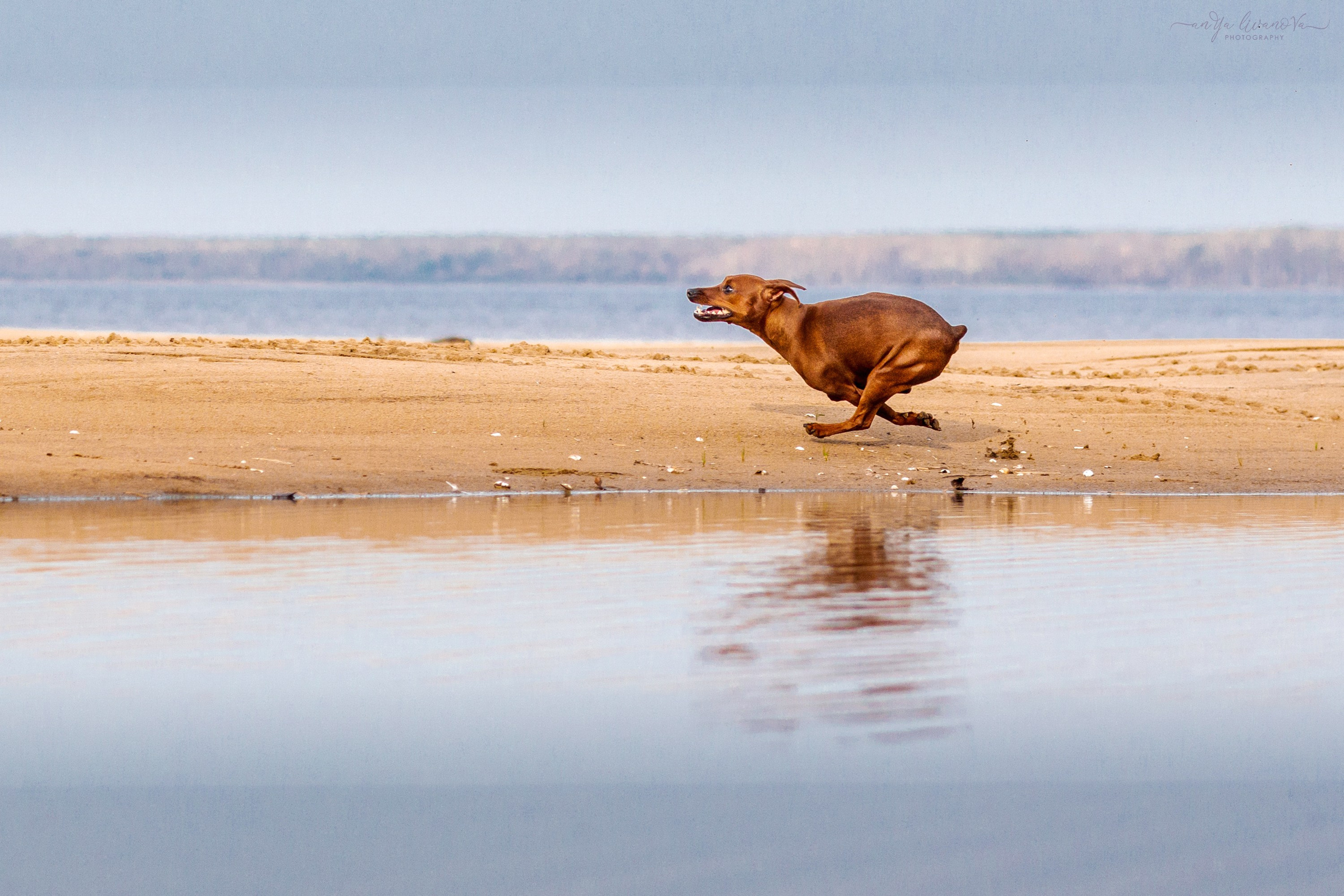Киви на берегу. Фотограф анималист Аня Ливанова | Рыбинск