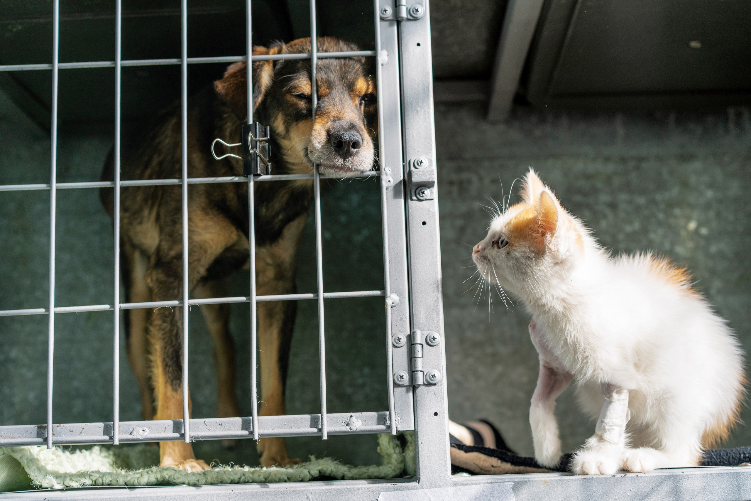 Vet clinic. Nina Petina