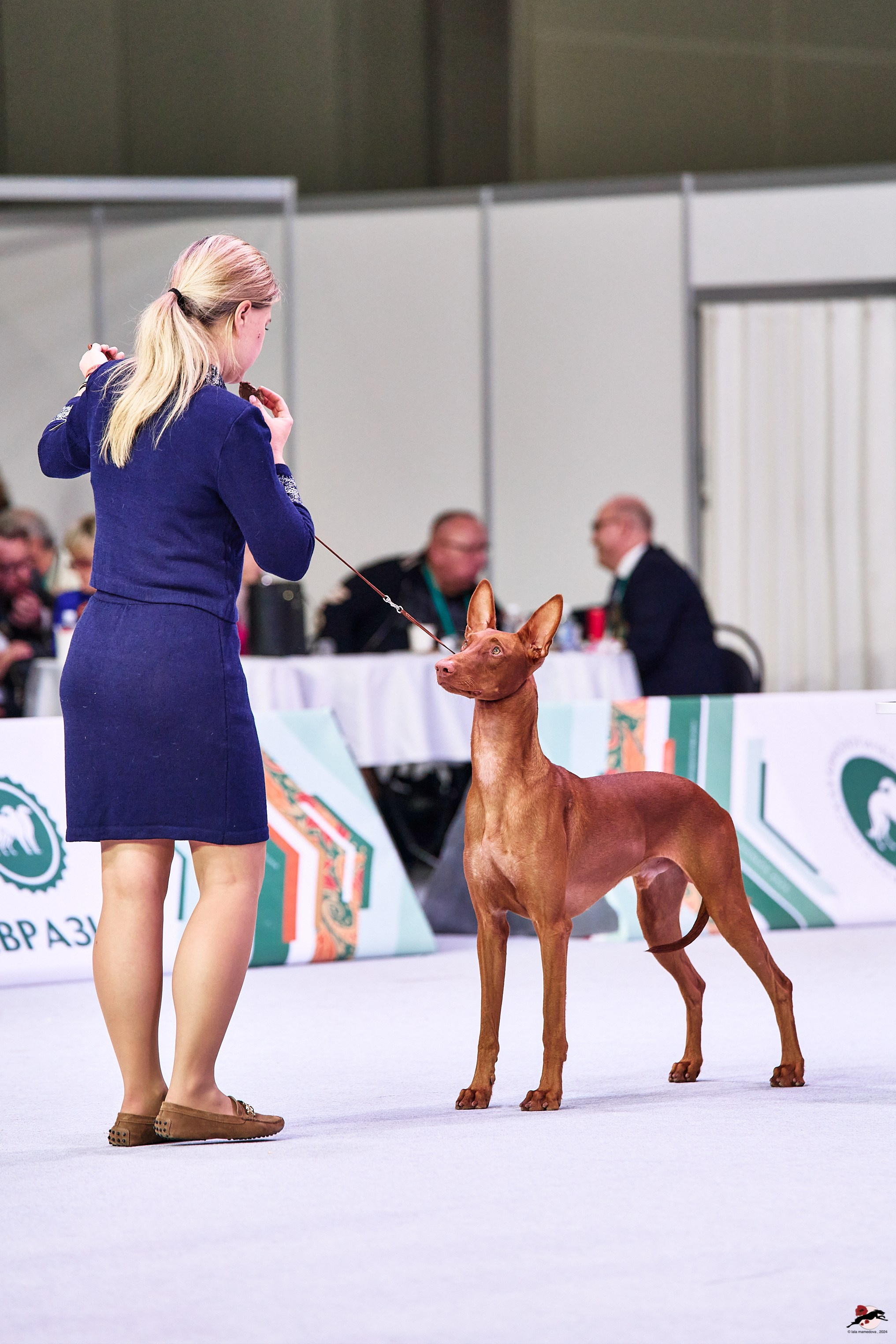16.11.2024 «ЕВРАЗИЯ. КУБОК ПРЕЗИДЕНТА РКФ 2024»