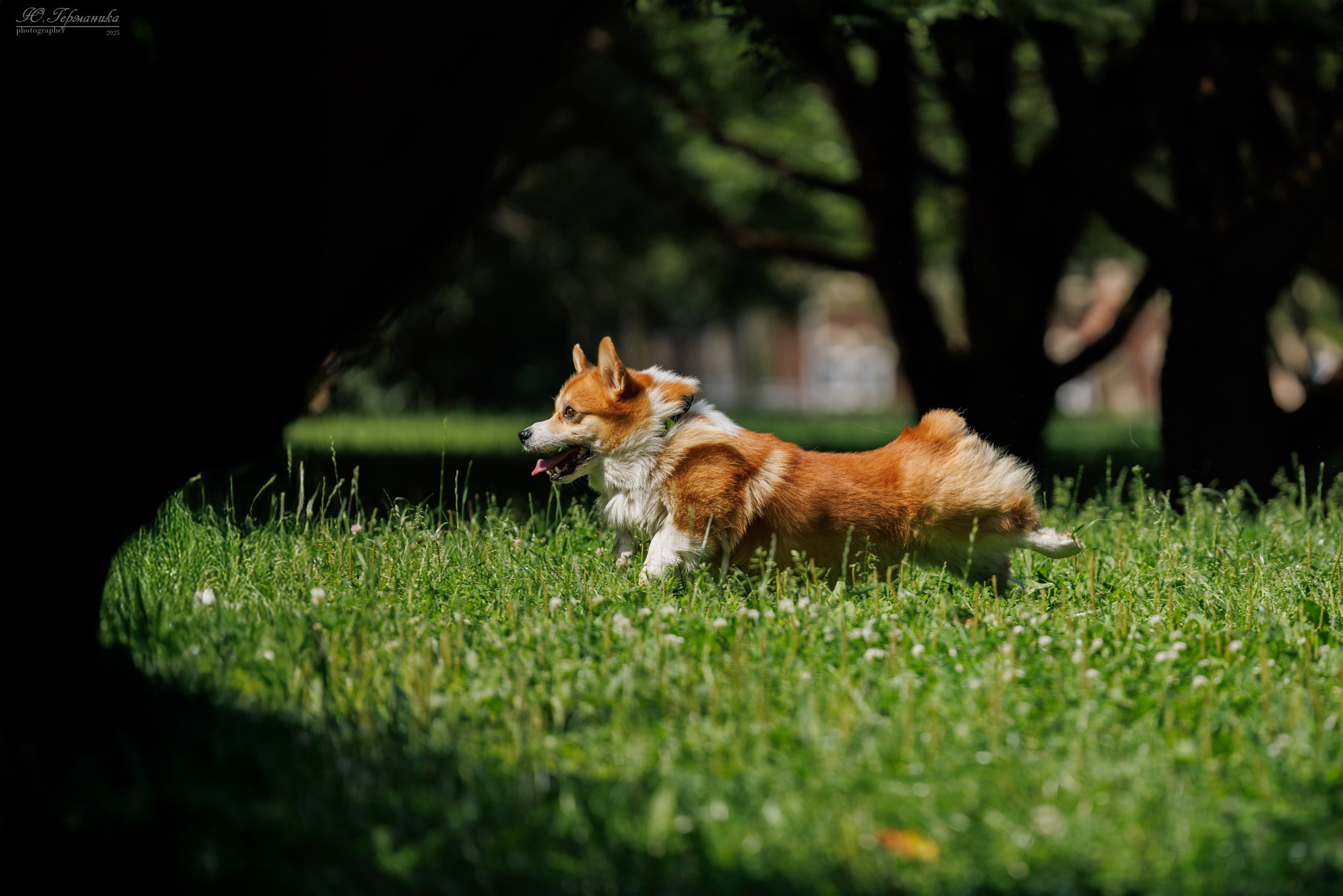 Фотосет Бригада УХ)). Фотограф-анималист Юлия Германика